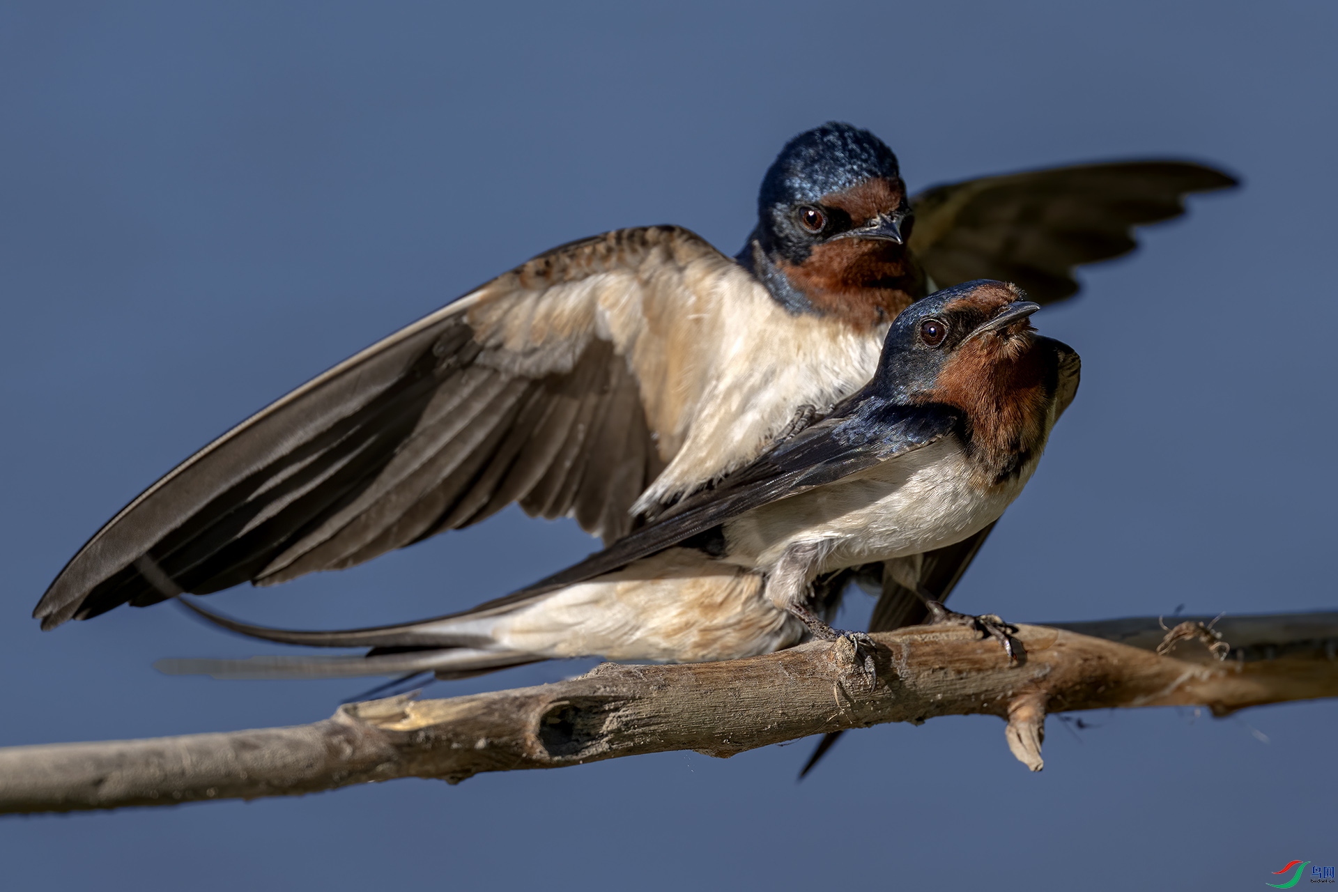 DSC_7321-.jpg
