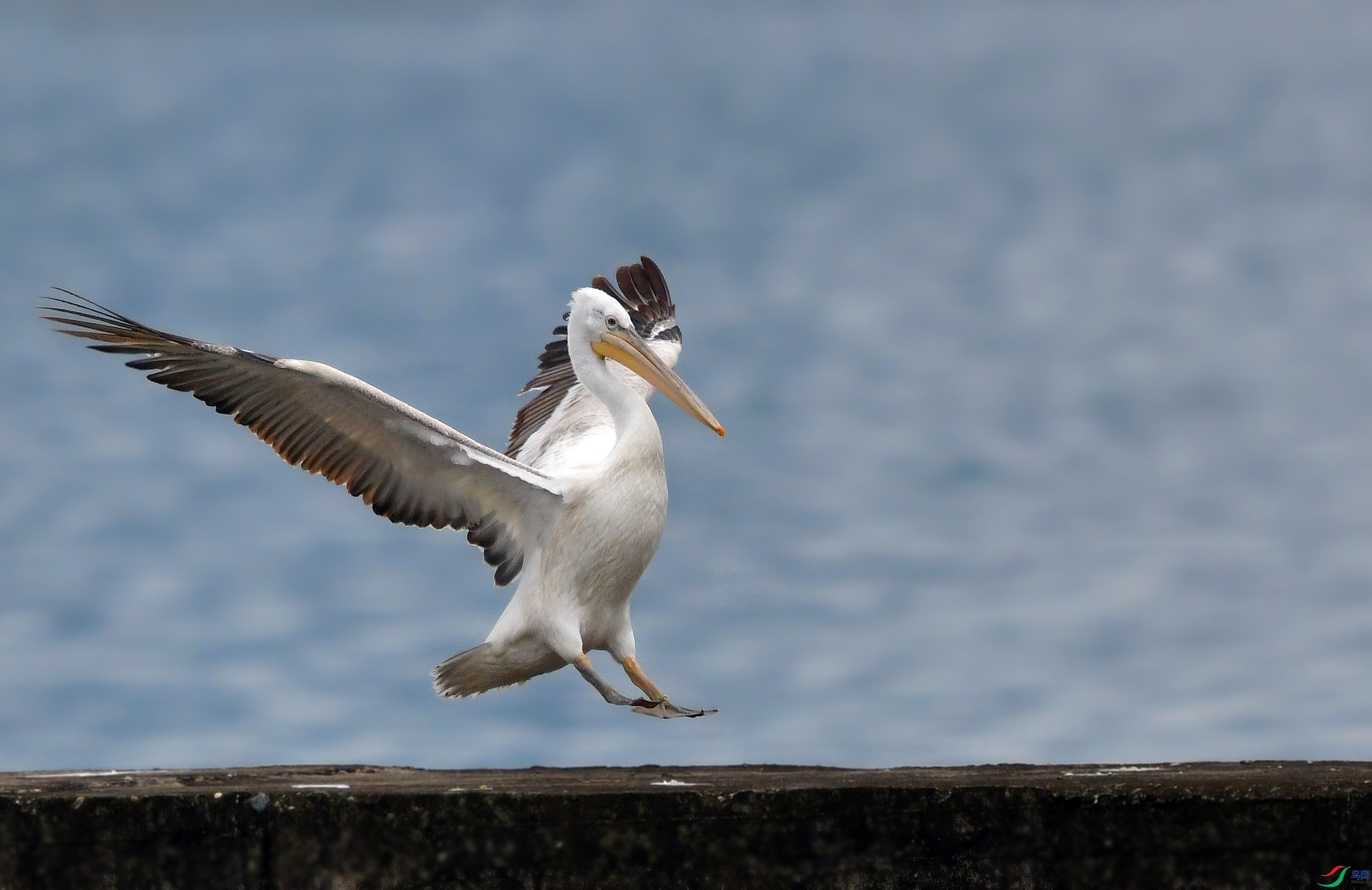 DSC_1758_conew5.jpg