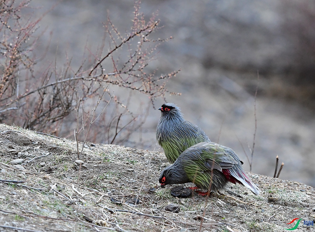 DSC_9897S.jpg
