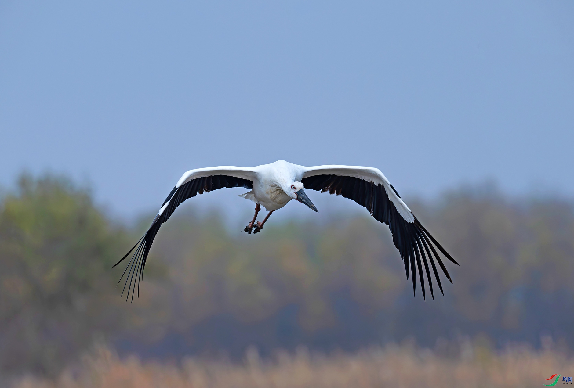 DSC_5421d.jpg