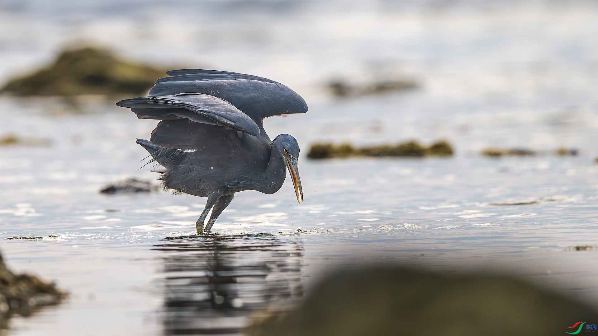 1_XXL8965-����ǿ-NR ����.jpeg