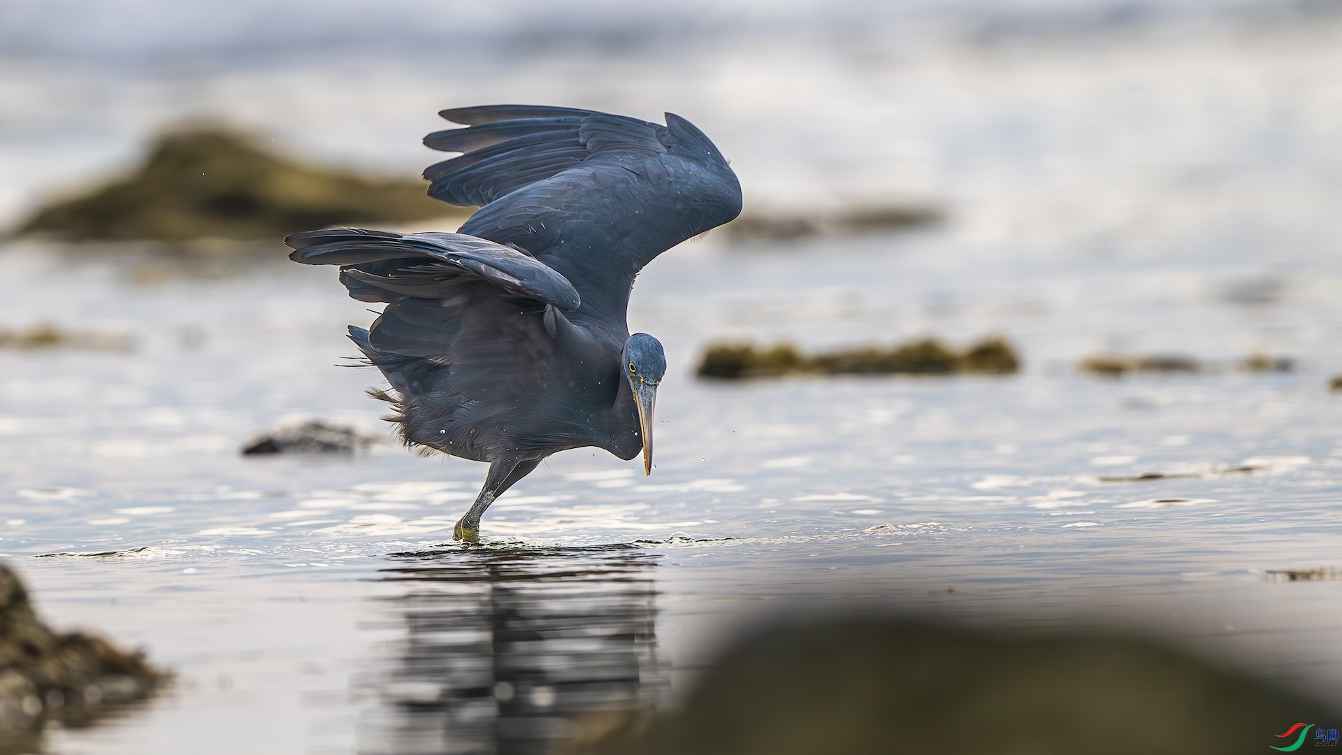 1_XXL8966-����ǿ-NR ����.jpeg