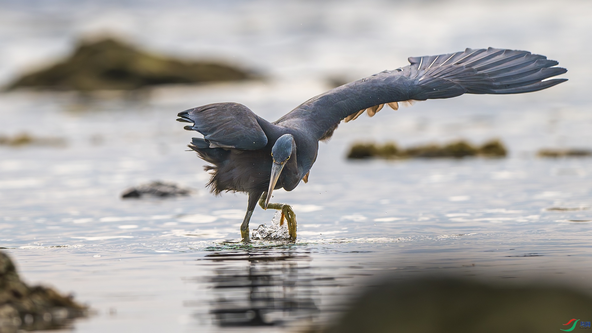 1_XXL8968-����ǿ-NR ����.jpeg