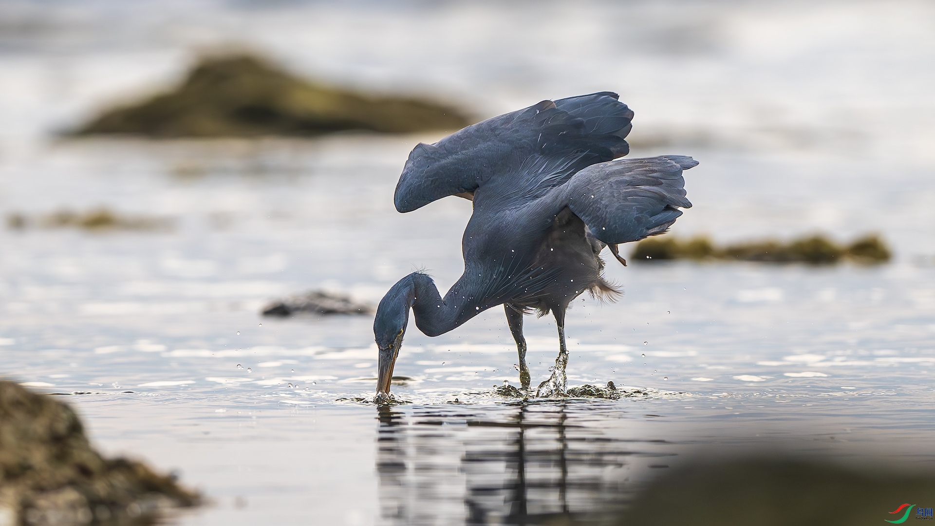 1_XXL8971-����ǿ-NR ����.jpeg