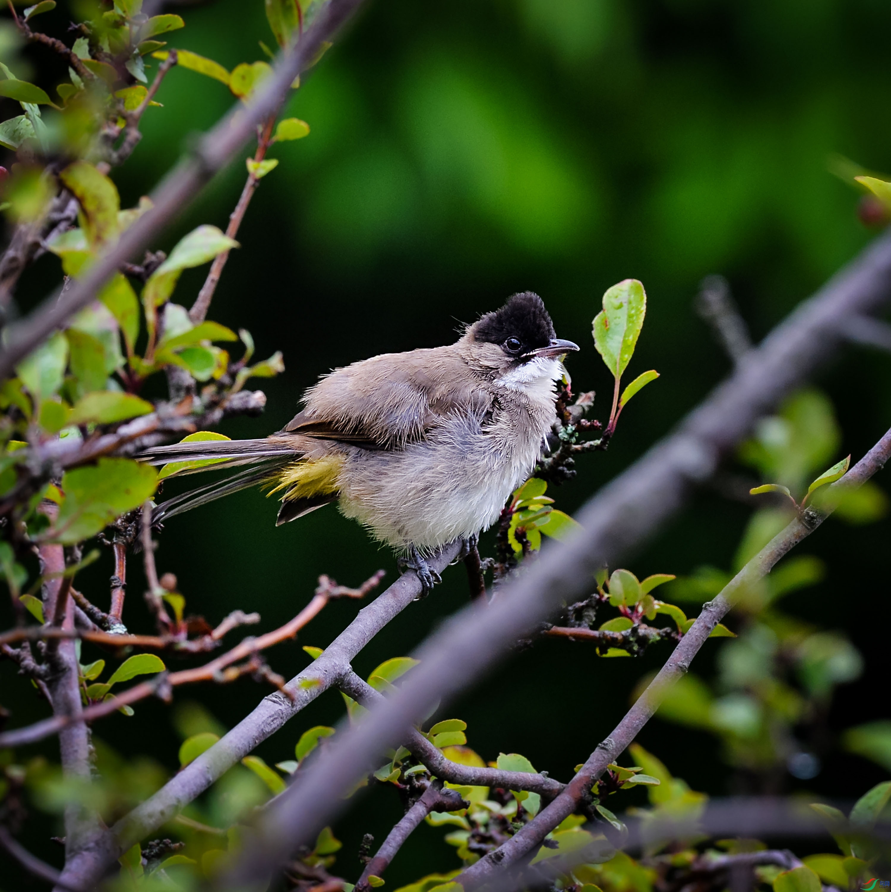 DSC_8313a.jpg