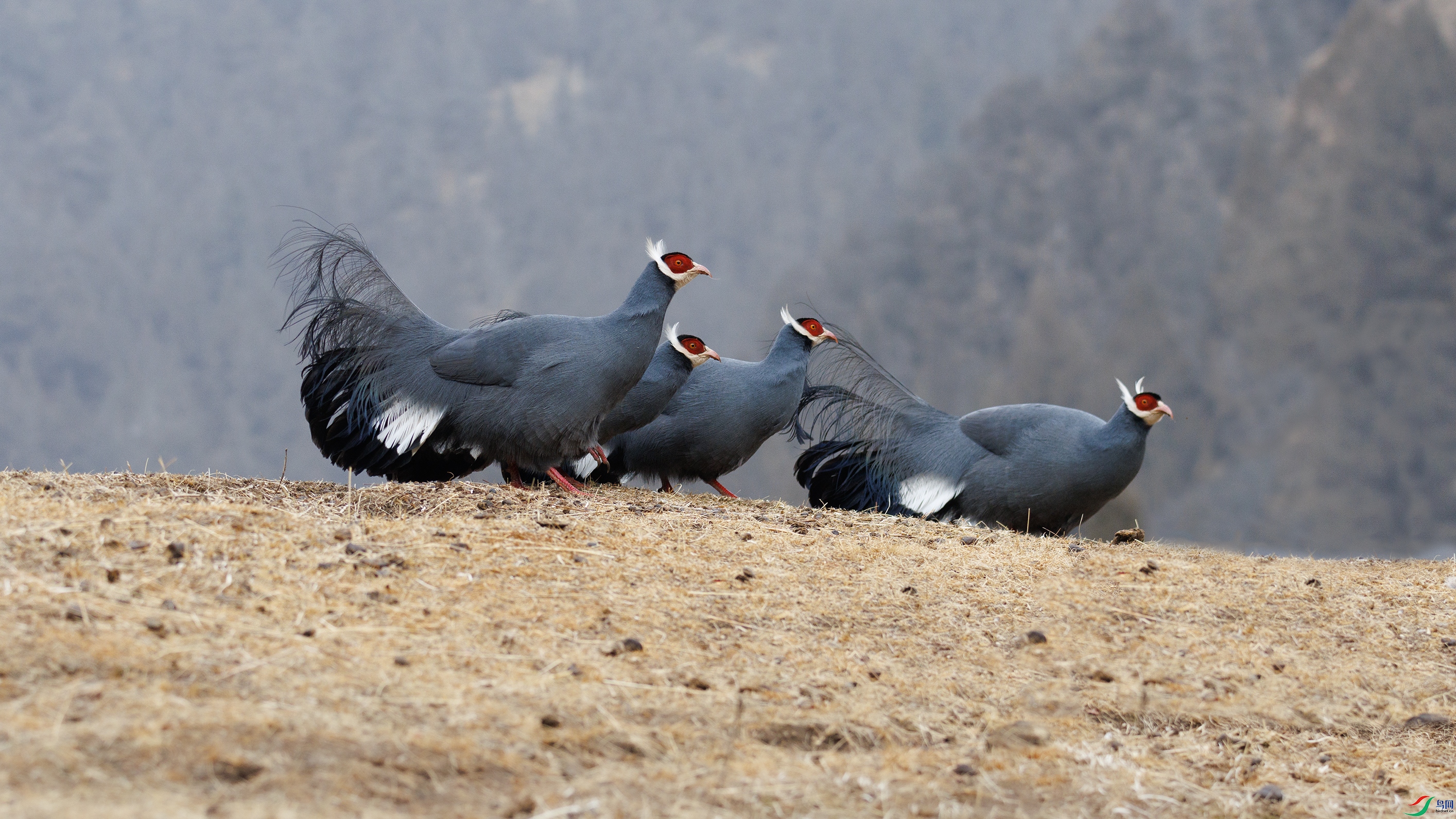 7X5A0492 ����44444.jpg