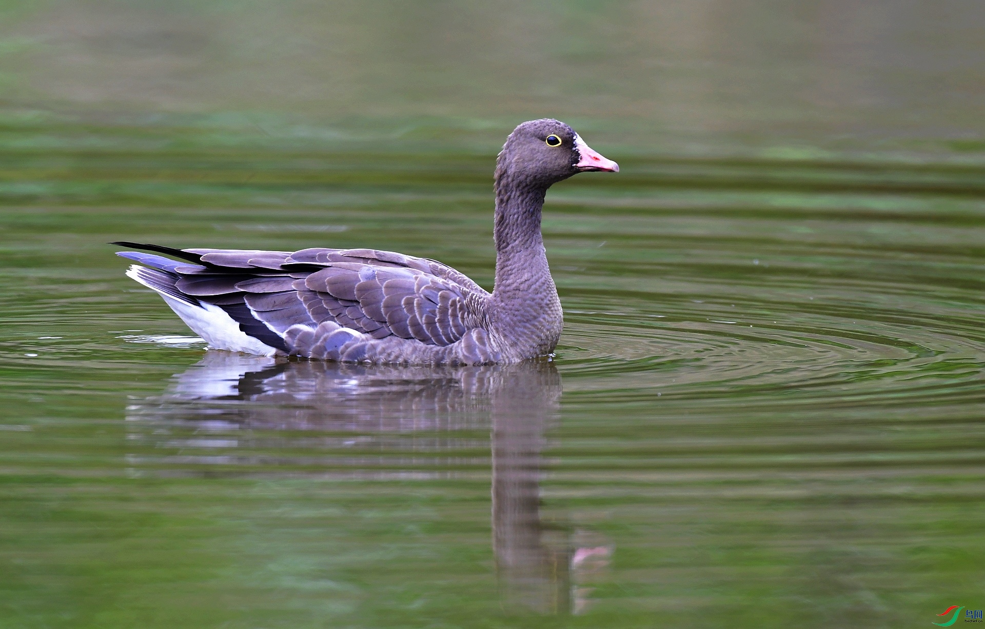 _D5D0952.jpg