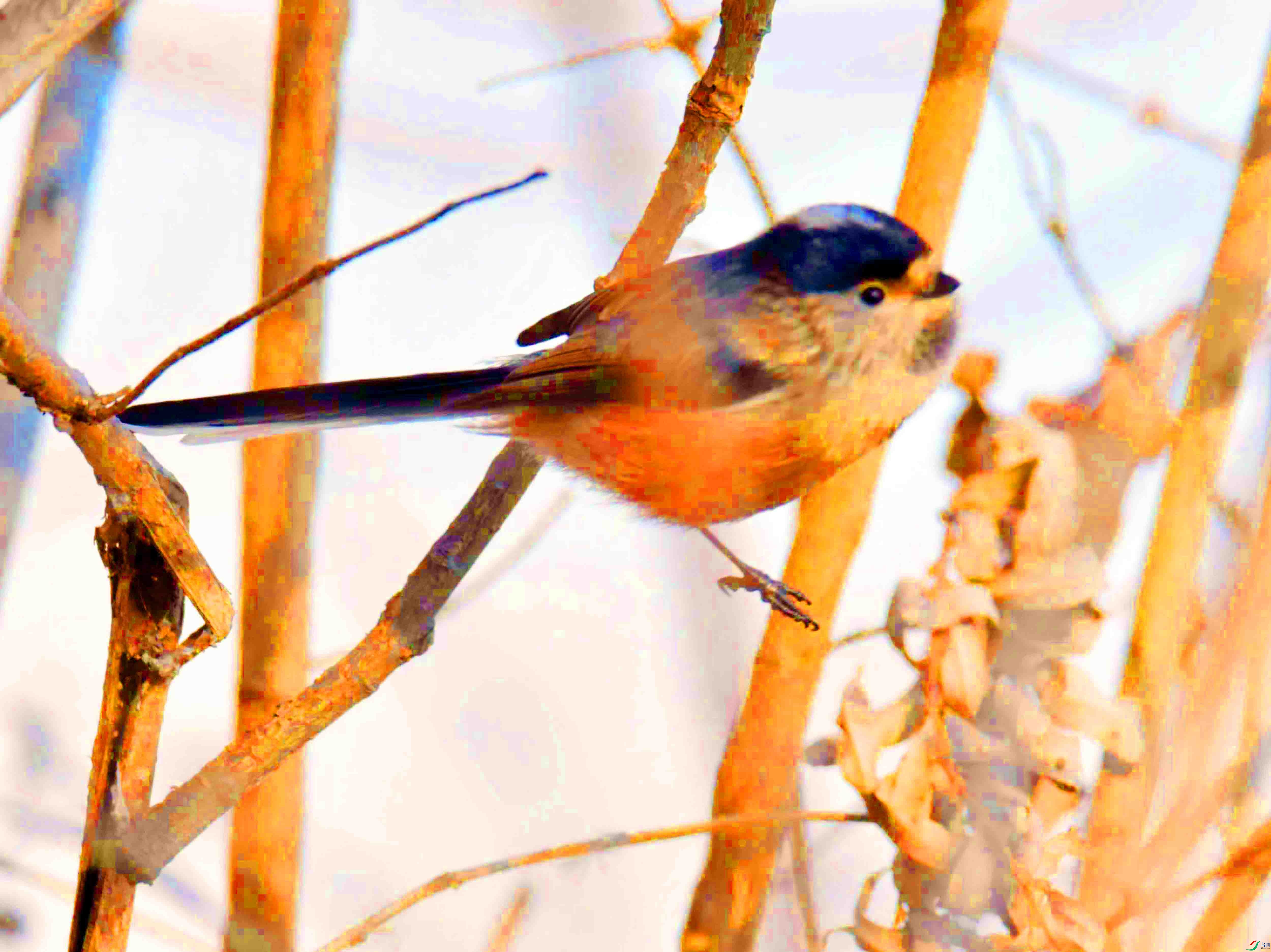 DSC_2035.JPG