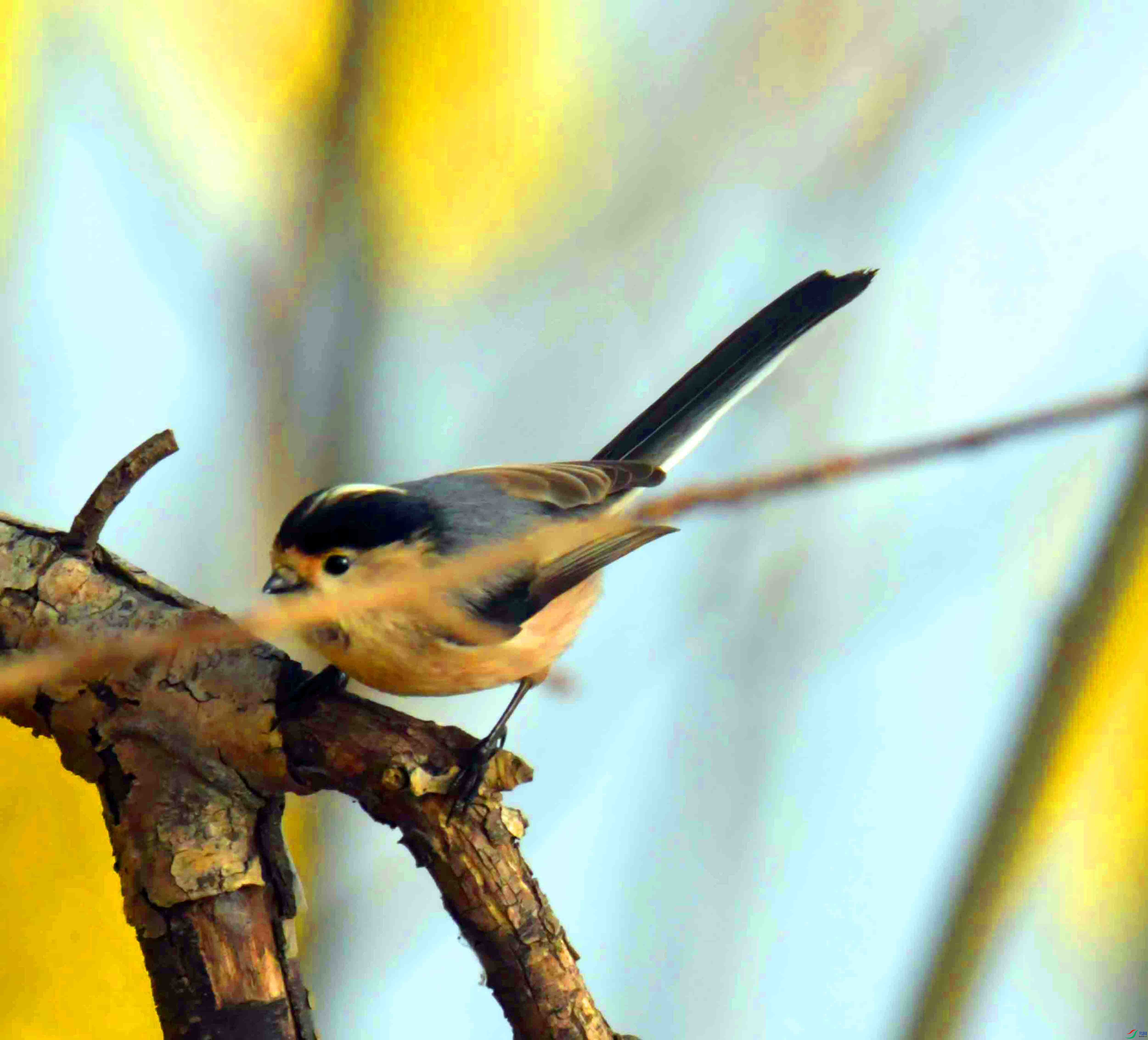 DSC_2104.JPG