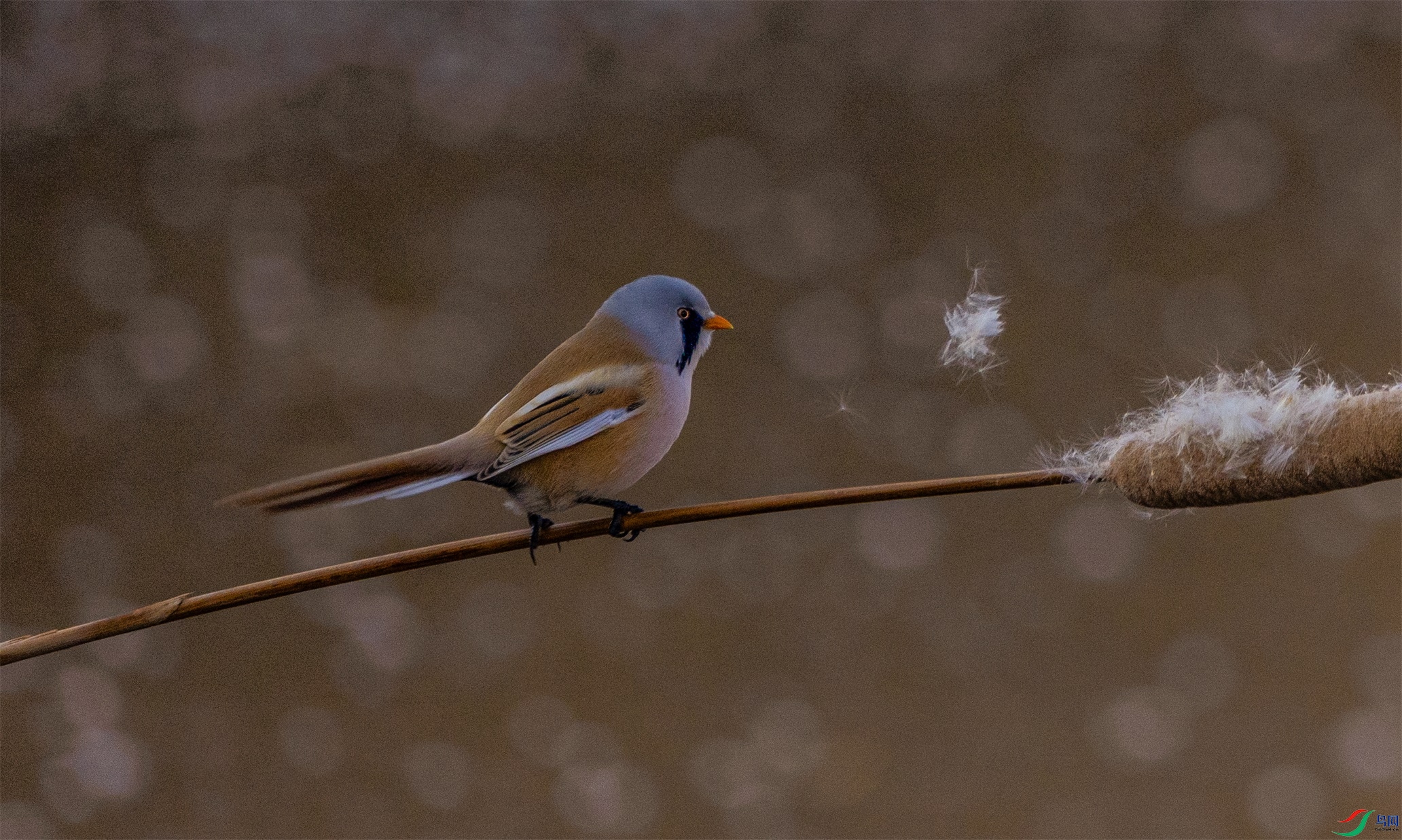 1K3A4938 ����1.jpg