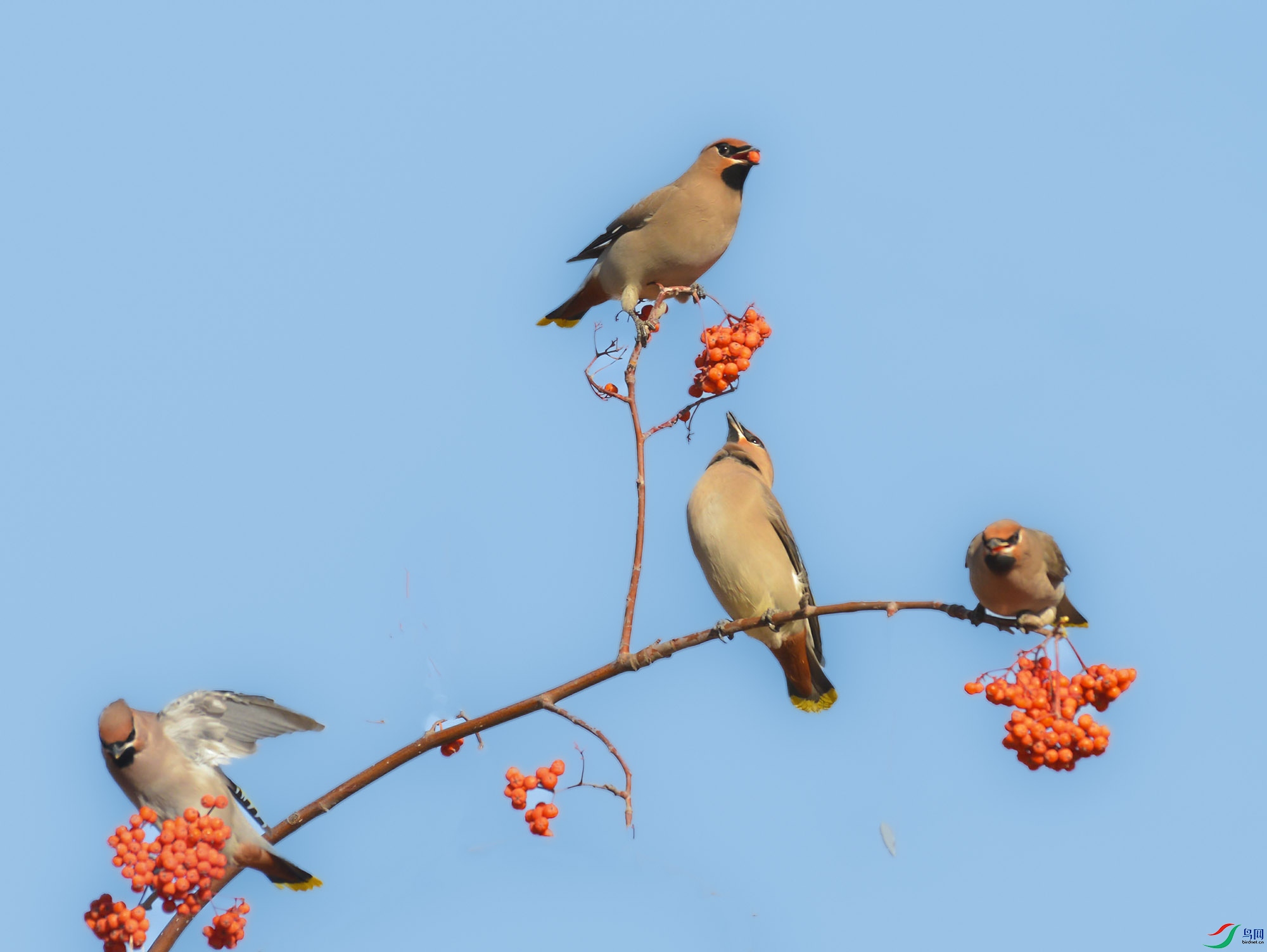 DSC_5881_��ţ��ͼ ����.jpg