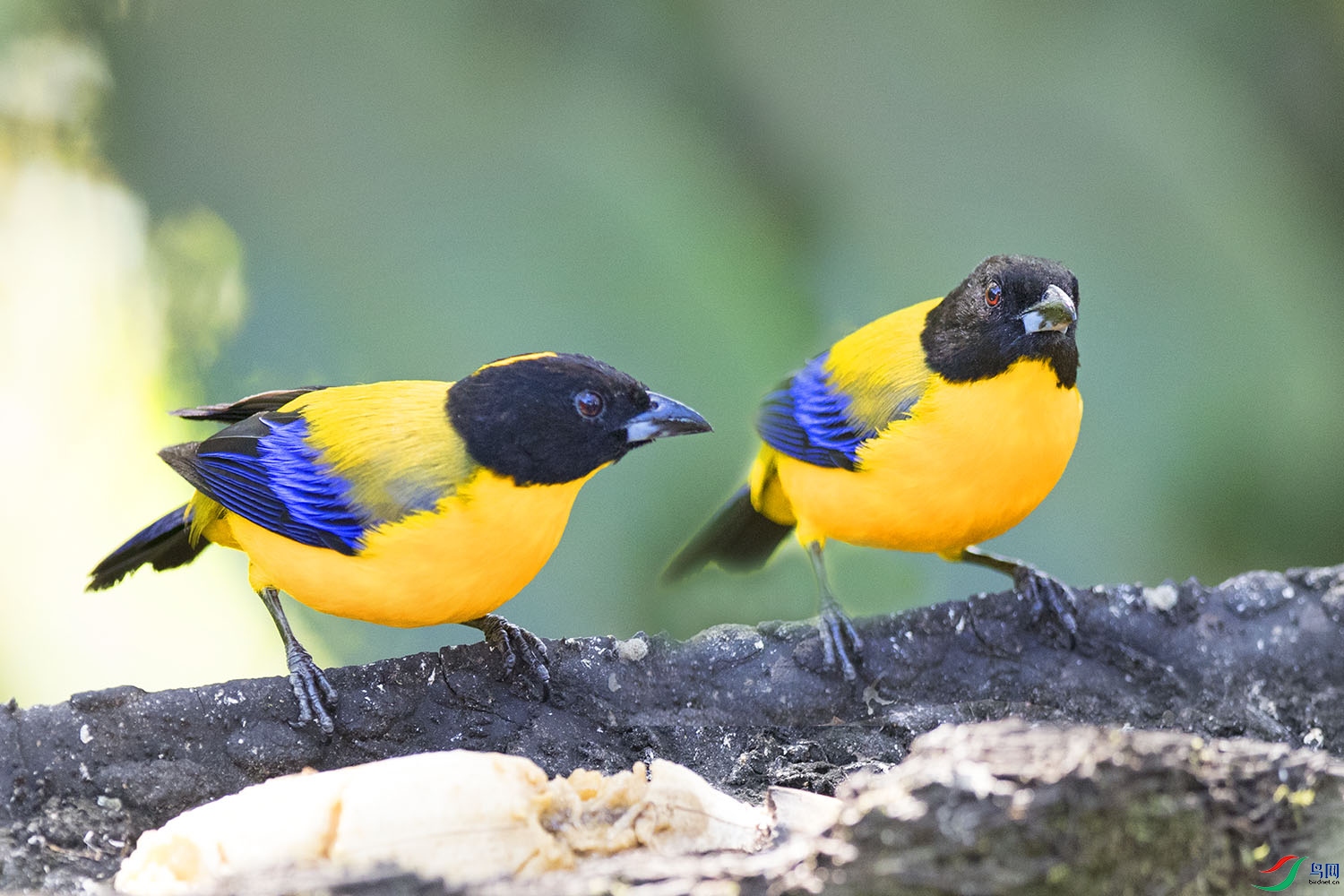 ���뵐���