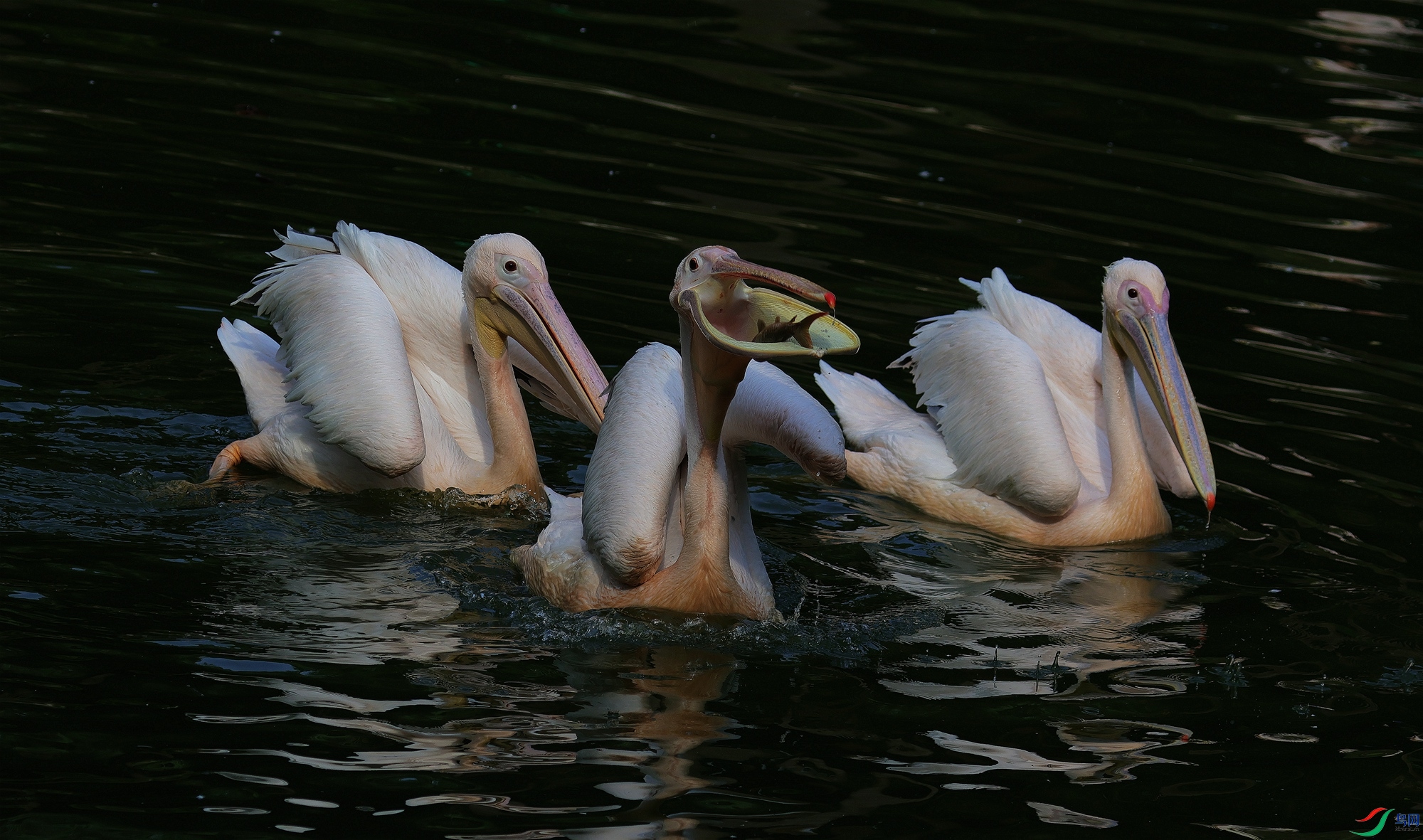 �����ˣ�