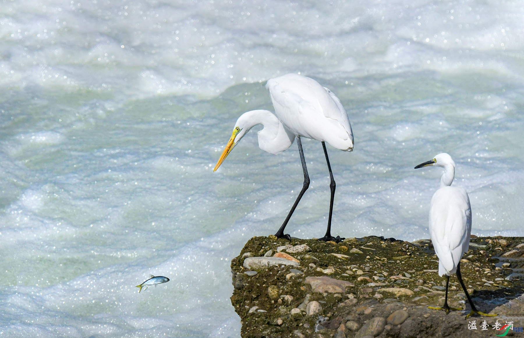 ����غ�С����