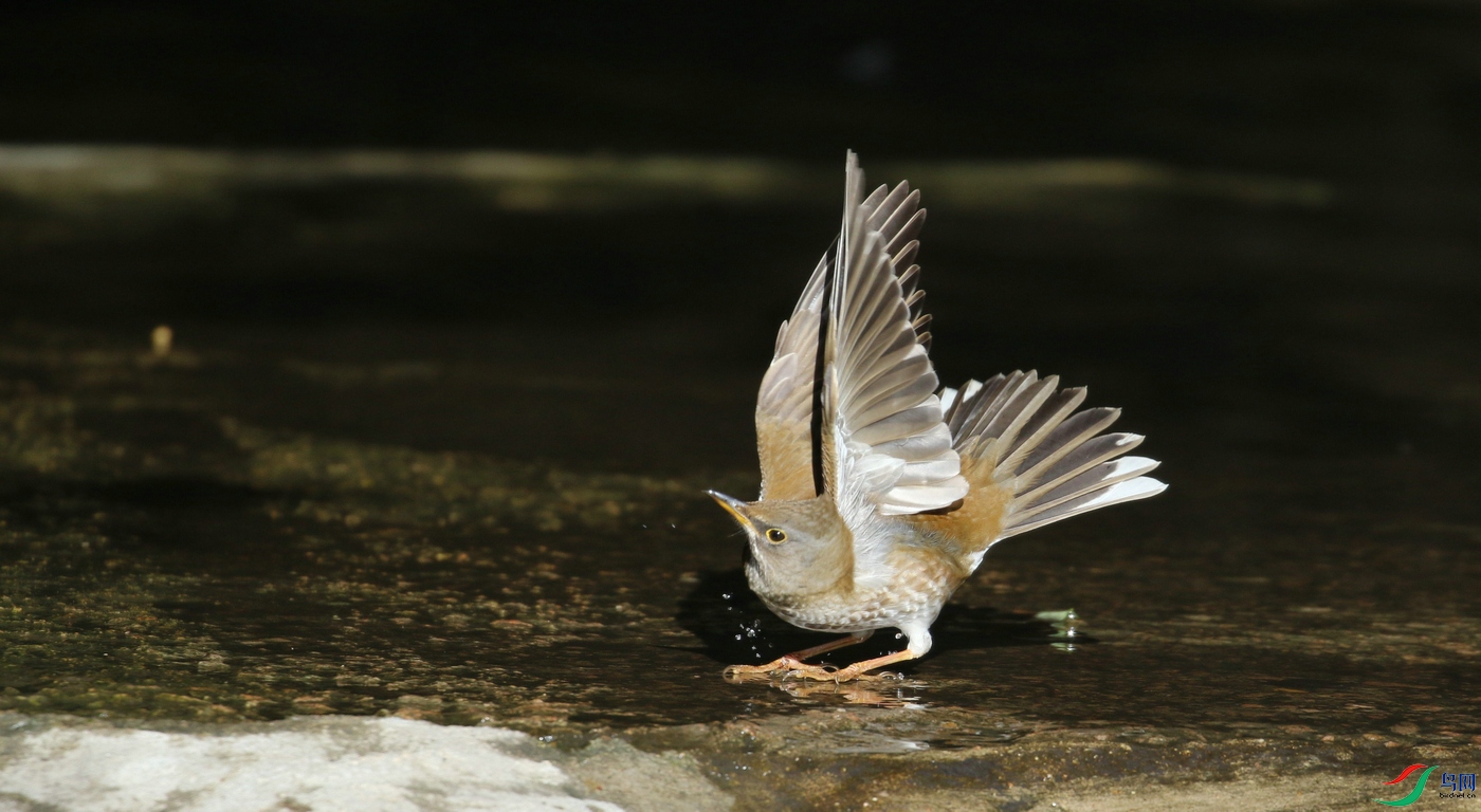 DSC20241127099.jpg