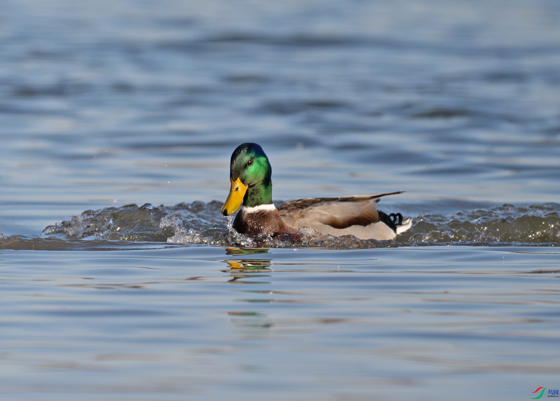 DSC_4719f.jpg