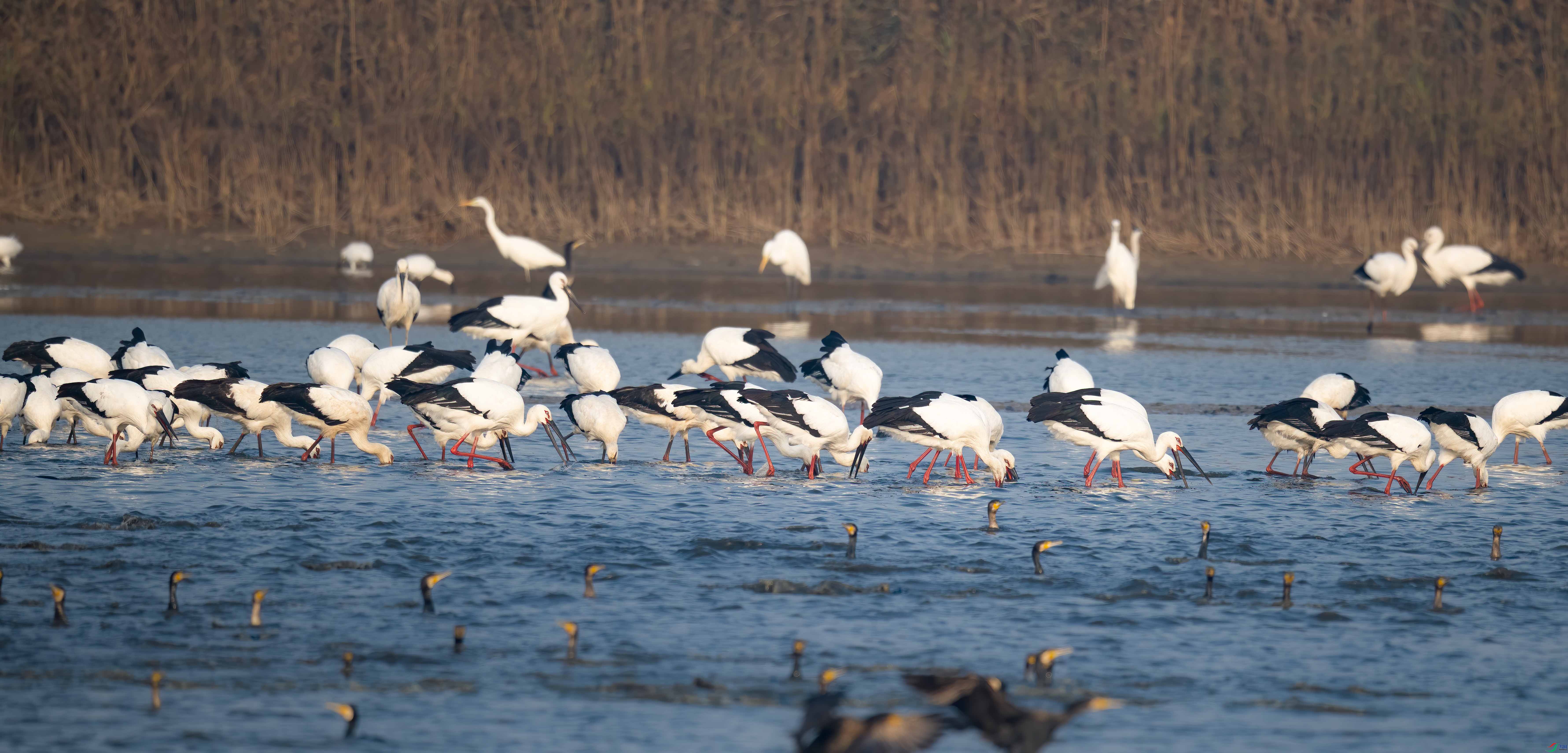 DSC_5074sen2024-11-3-100sen2024-11-2-100-�༭-�༭.jpg