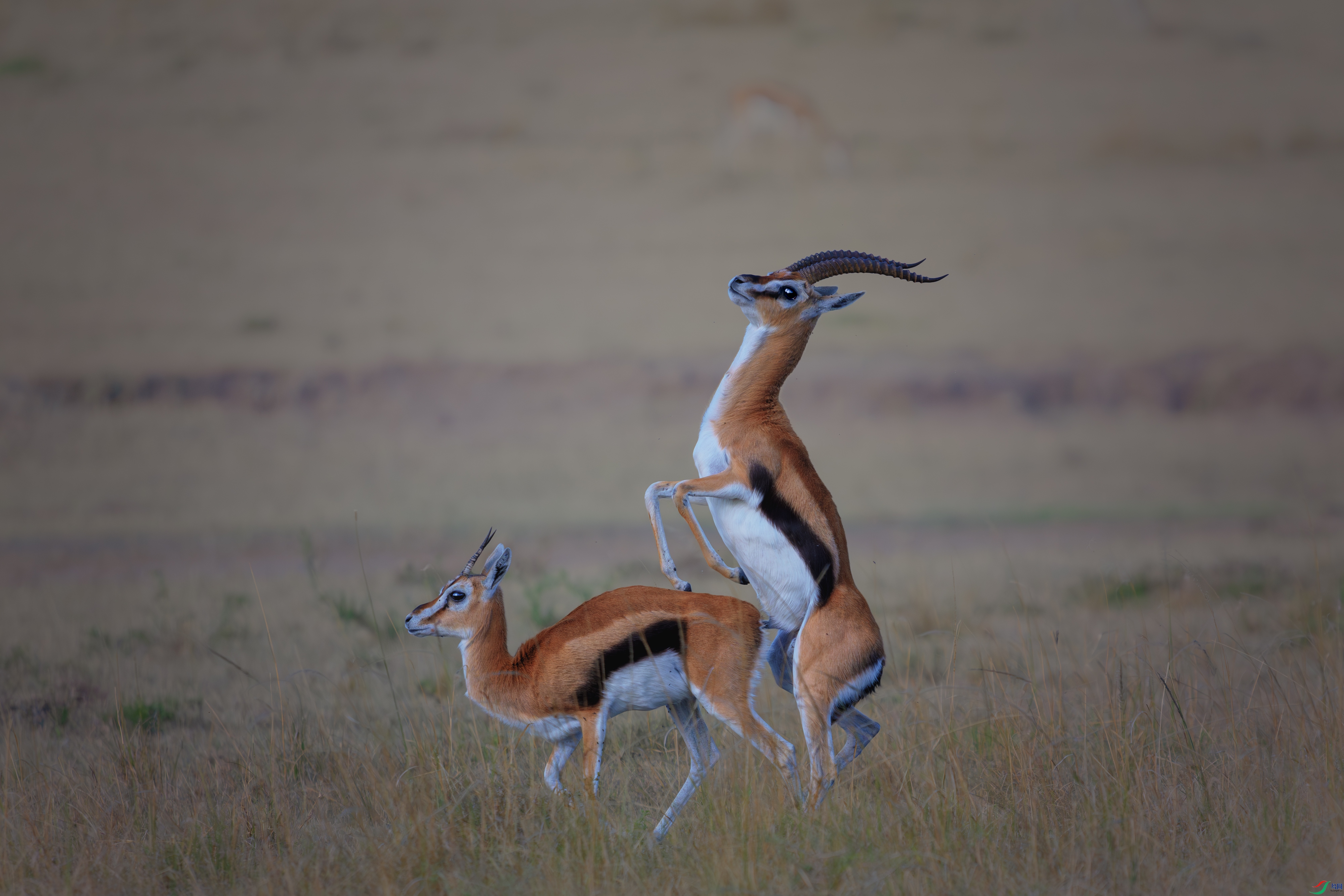 _DSC9753-����ǿ-NR1 ����.jpg