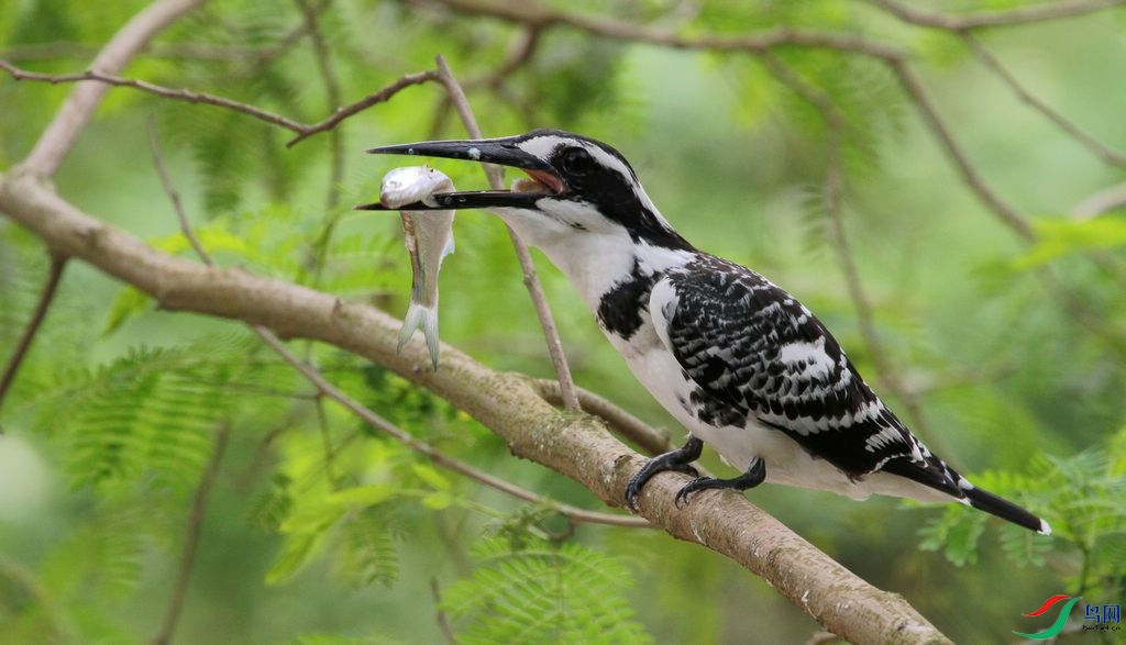 ����5 ��Ƭ2 834��ʱ�����벻�����������ڷ�������֮ǰ����ȥ����Ĺ�ͷ�ȶ���Ҫ�³����ˣ��㹷���ò��ſ��˴���.......jpg