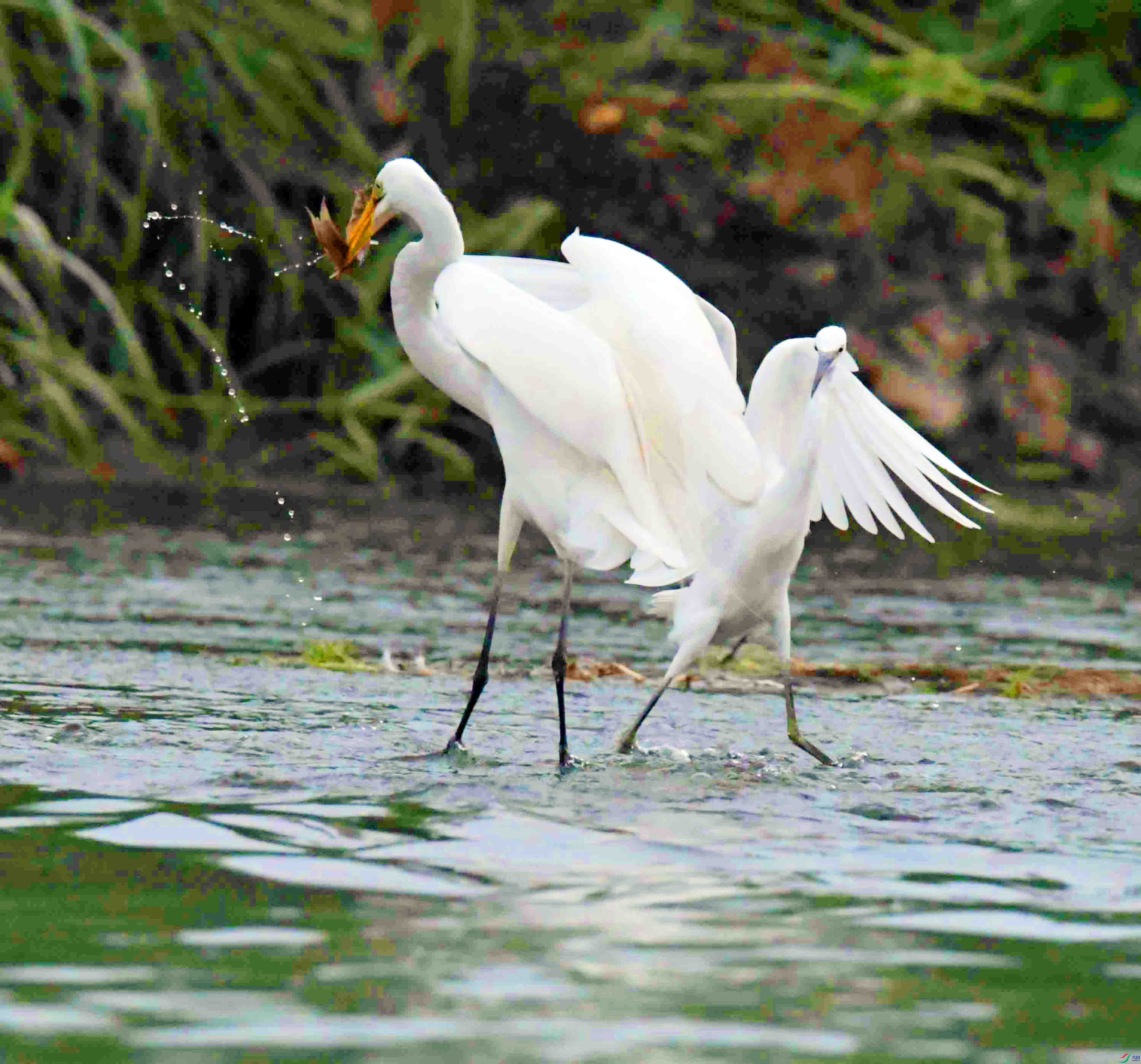 DSC_9664.JPG