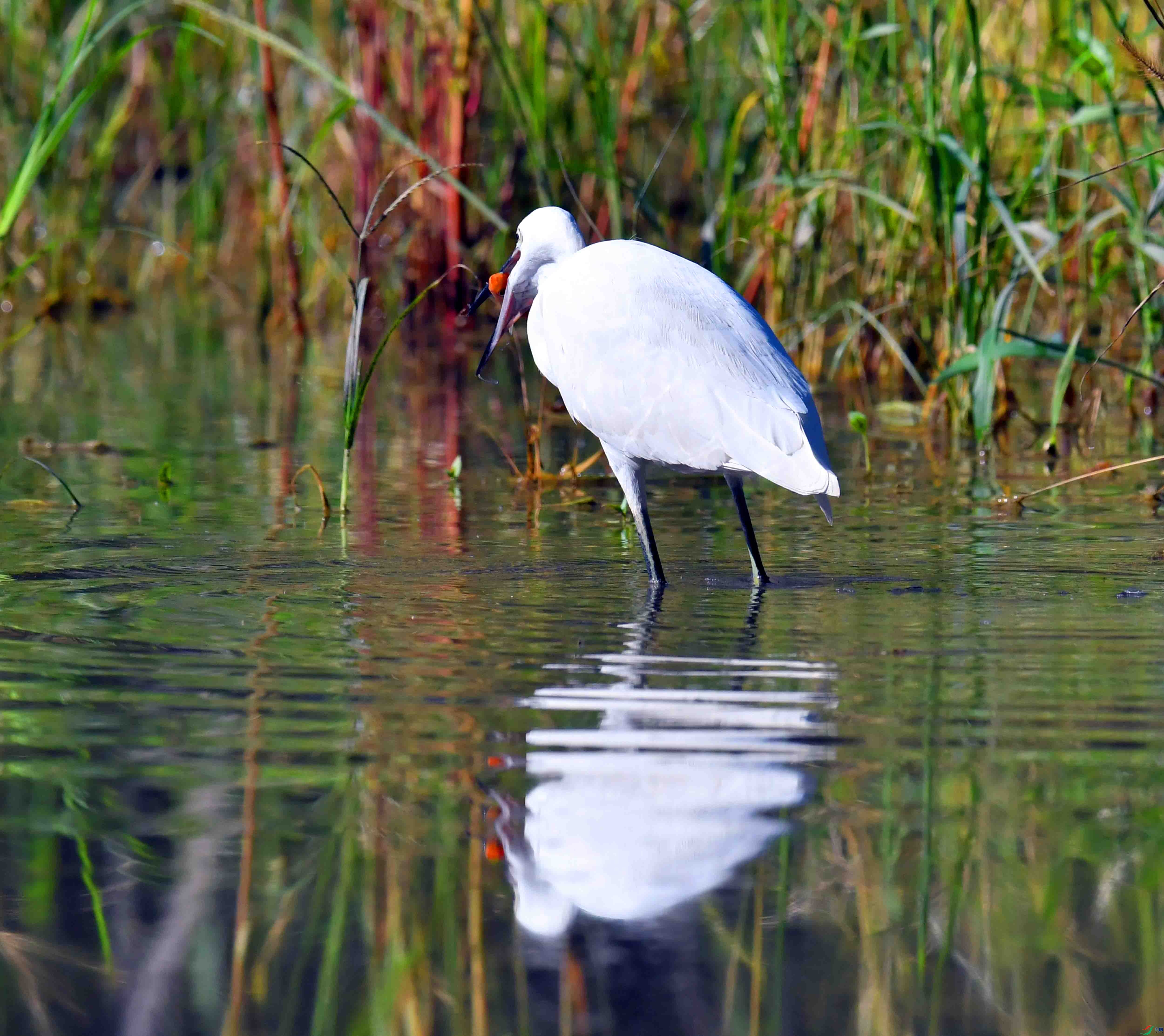 DSC_9740.JPG