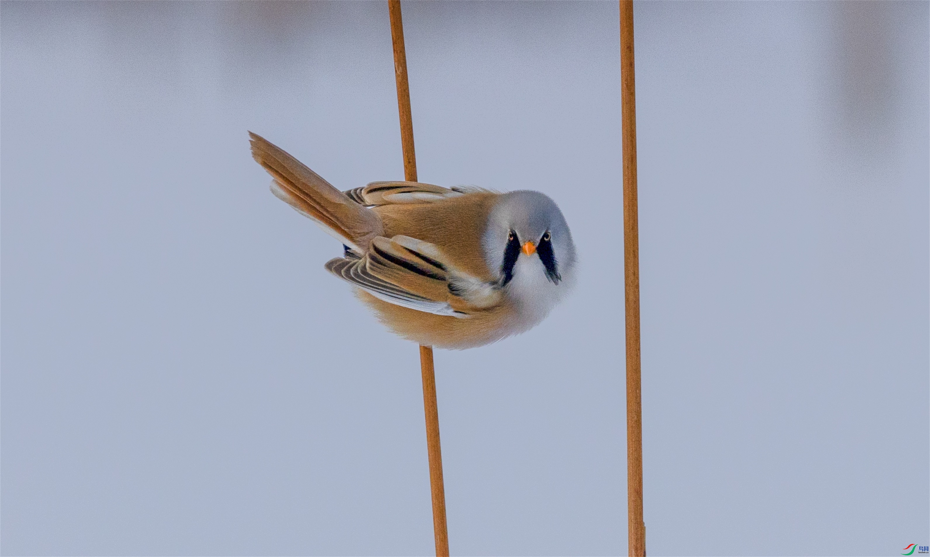 1K3A0268 ����1.jpg