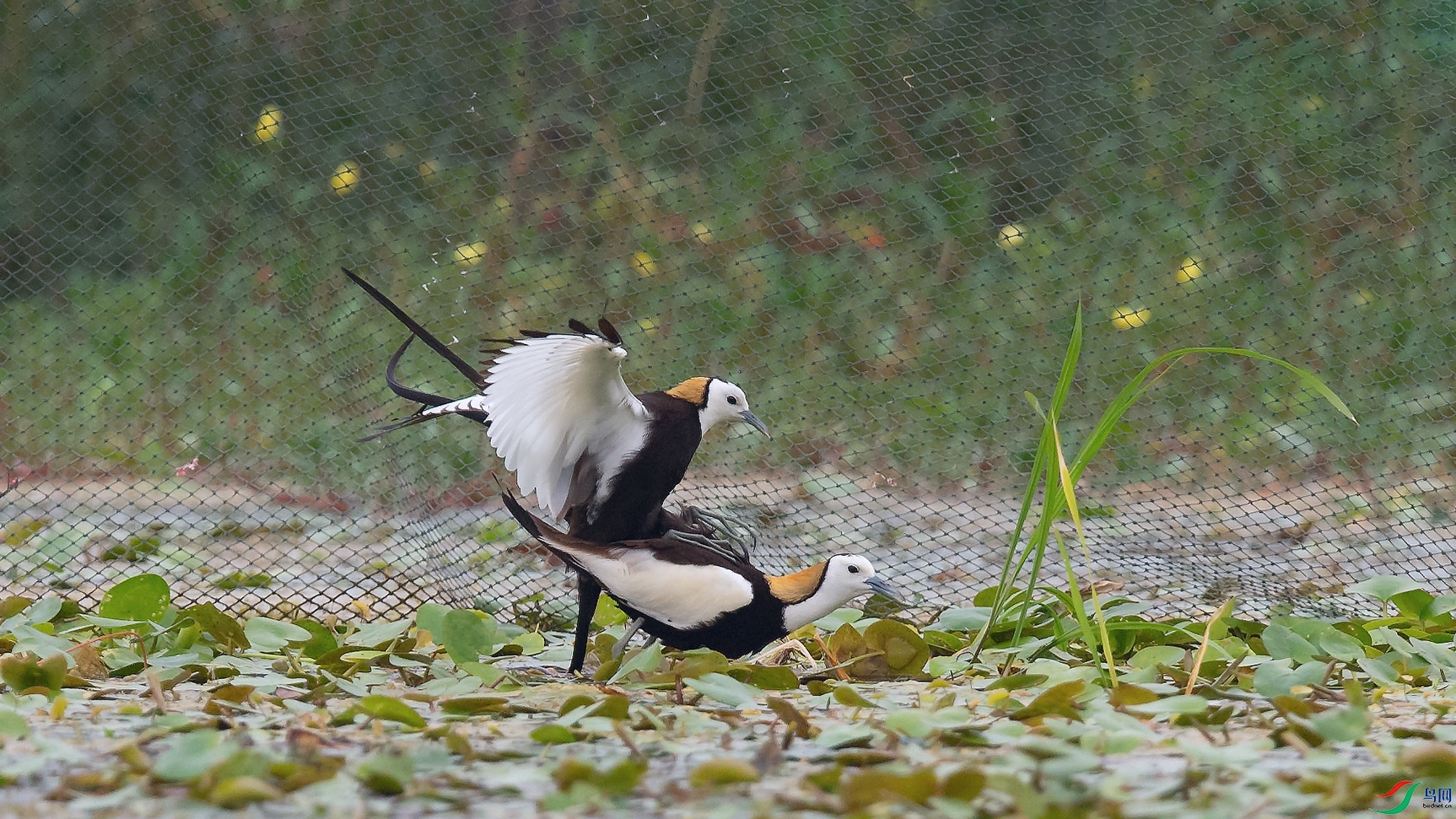 DSC_6953_DxOa.jpg