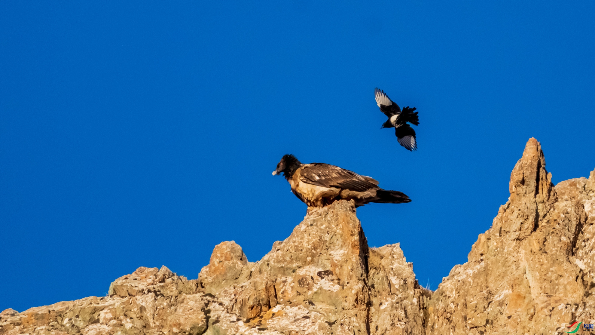 ��أ�պ�ϲȵ