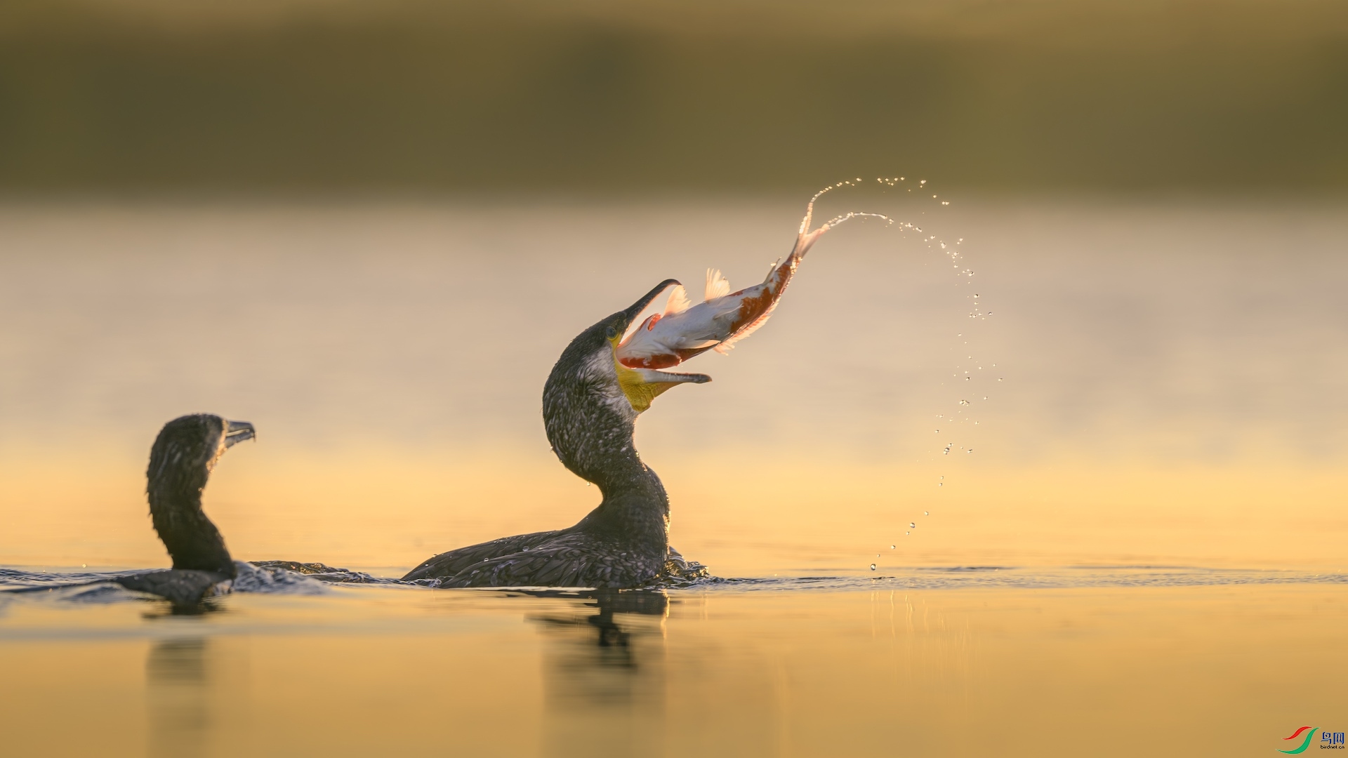 2_XXL9998-����ǿ-NR ����.jpeg