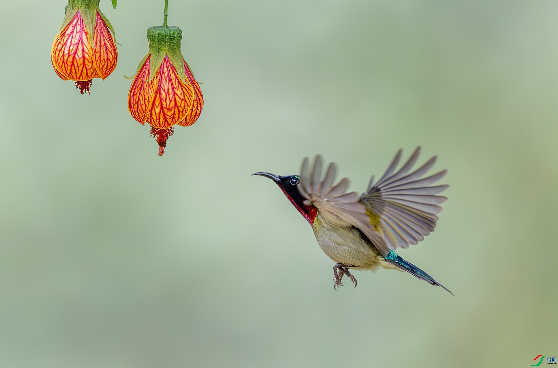 DSC_4240-1.jpg