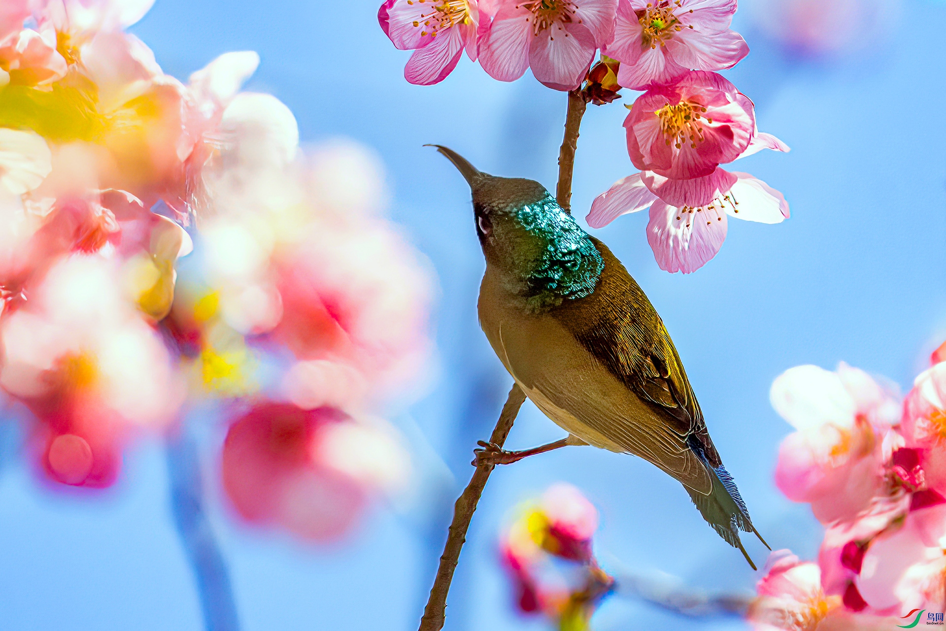 407A1222 ����-Sha---1 .jpg