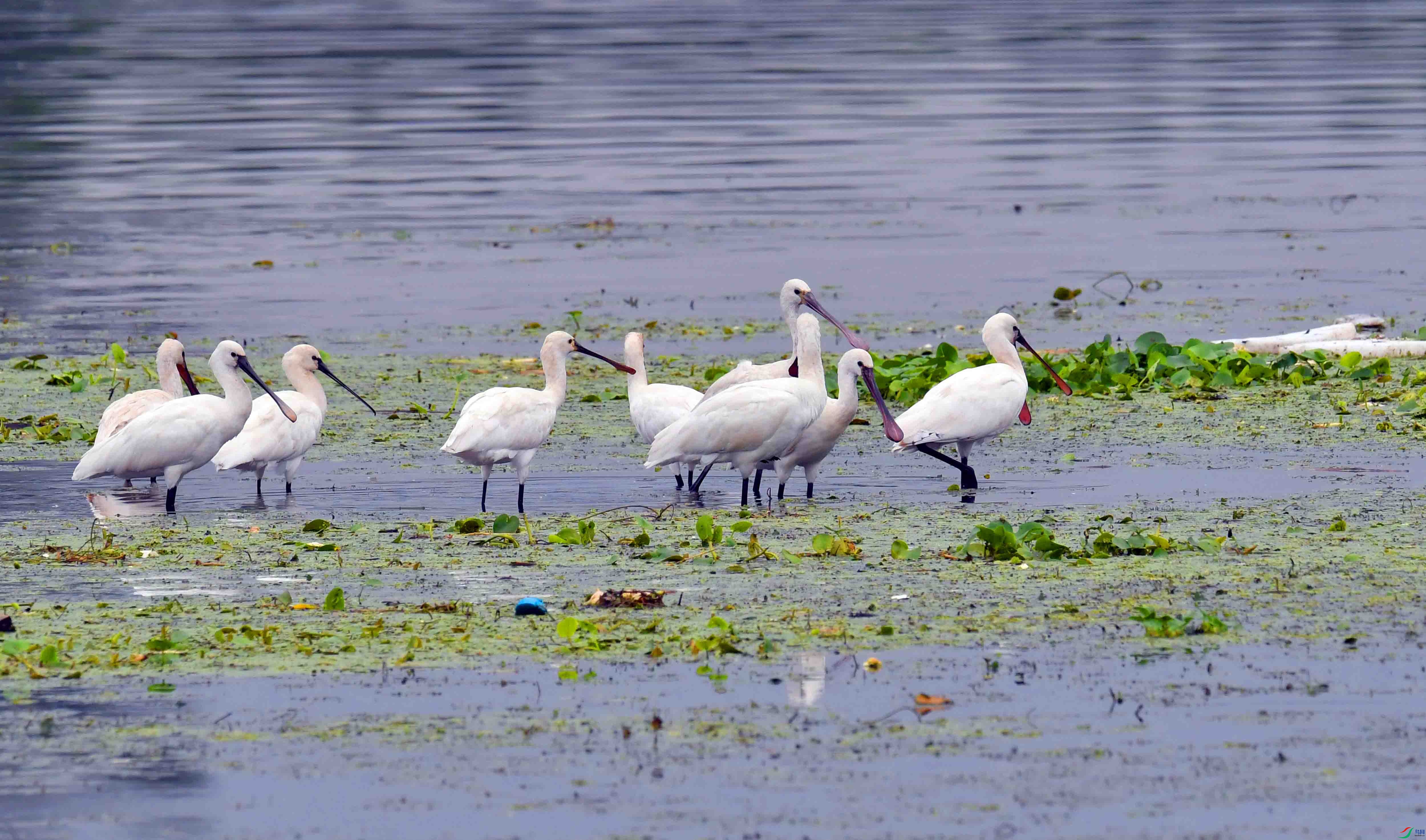 DSC_7954.JPG