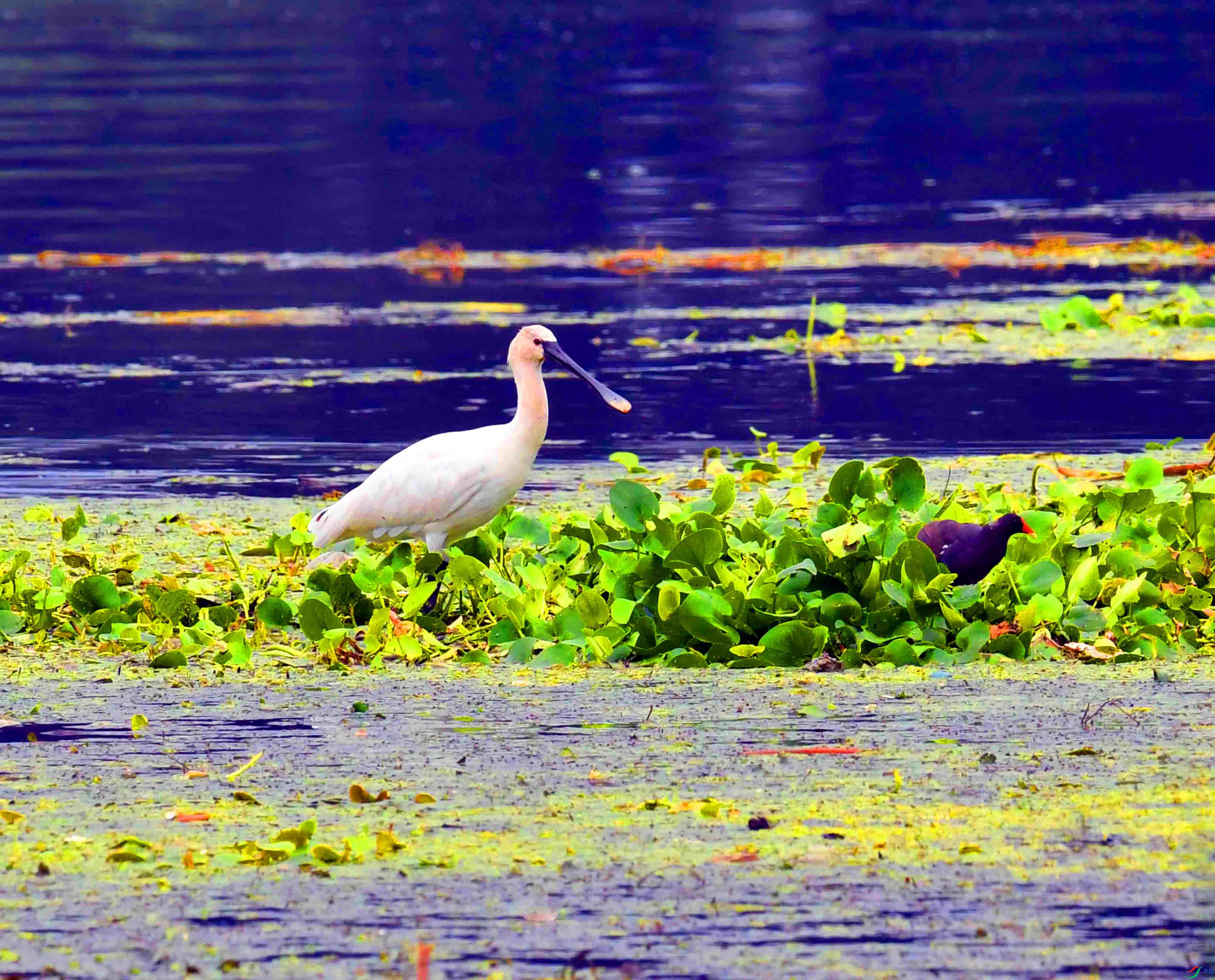 DSC_7948.JPG