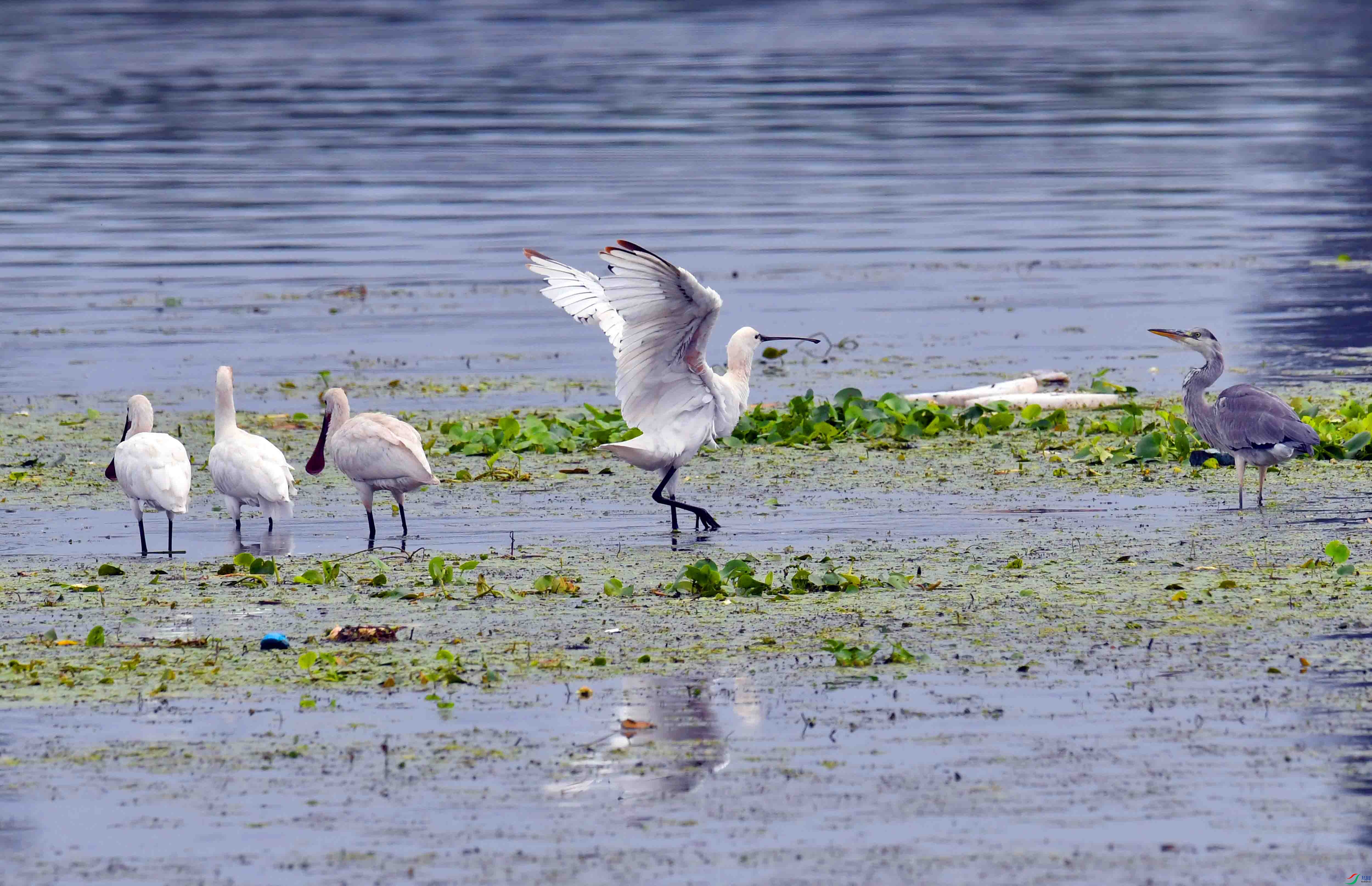 DSC_8130.JPG