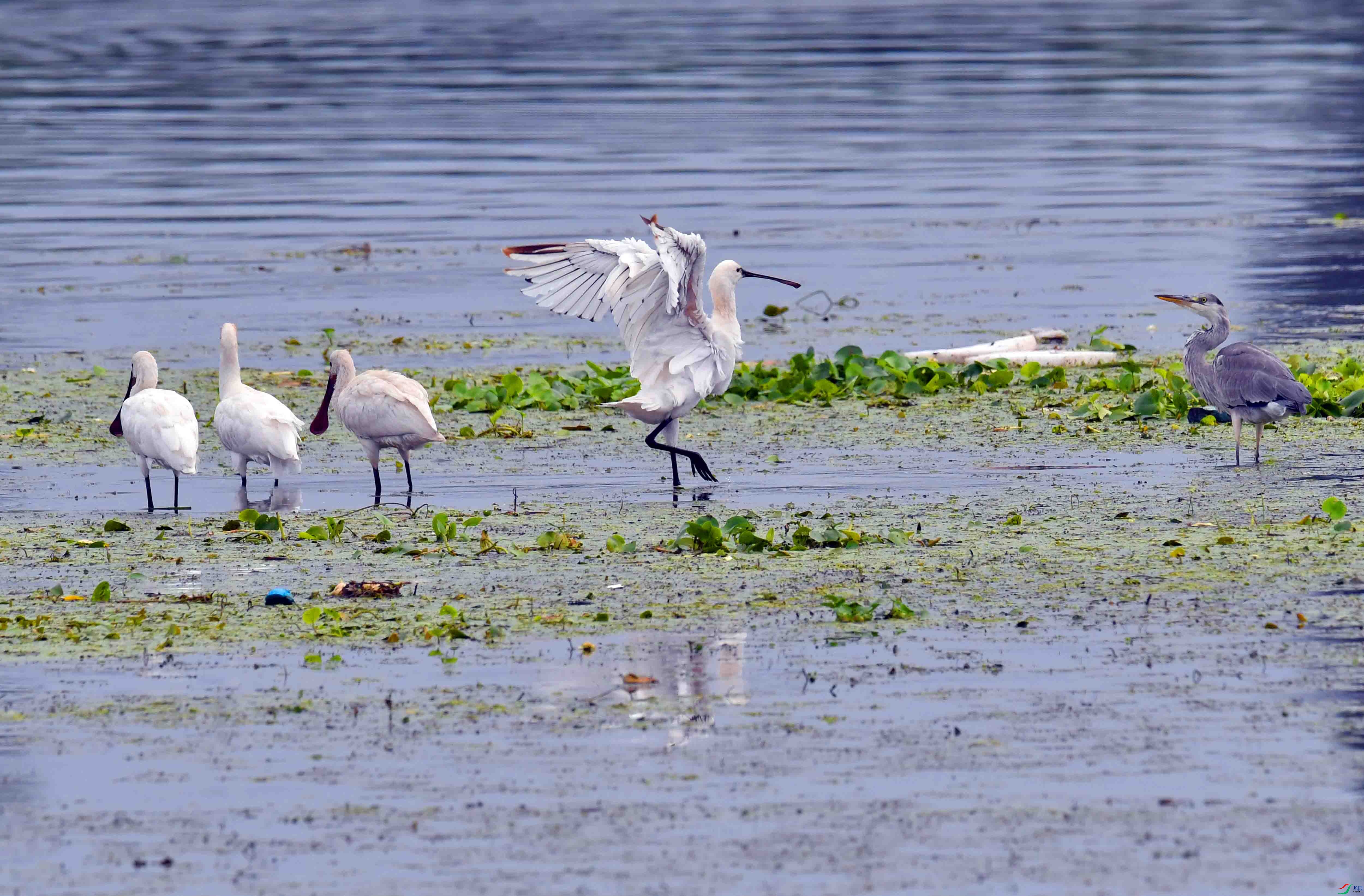 DSC_8128.JPG