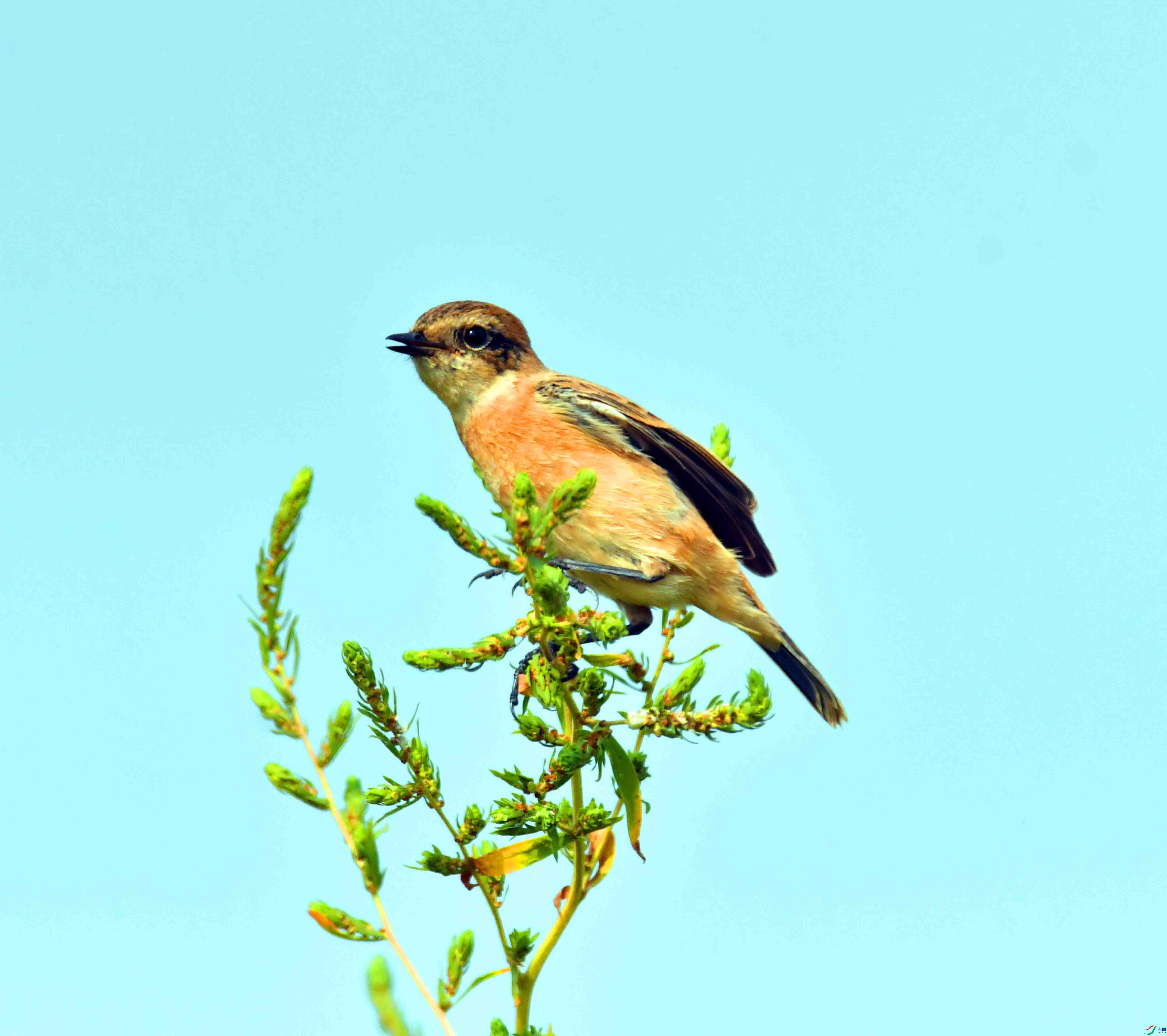 DSC_0331.JPG