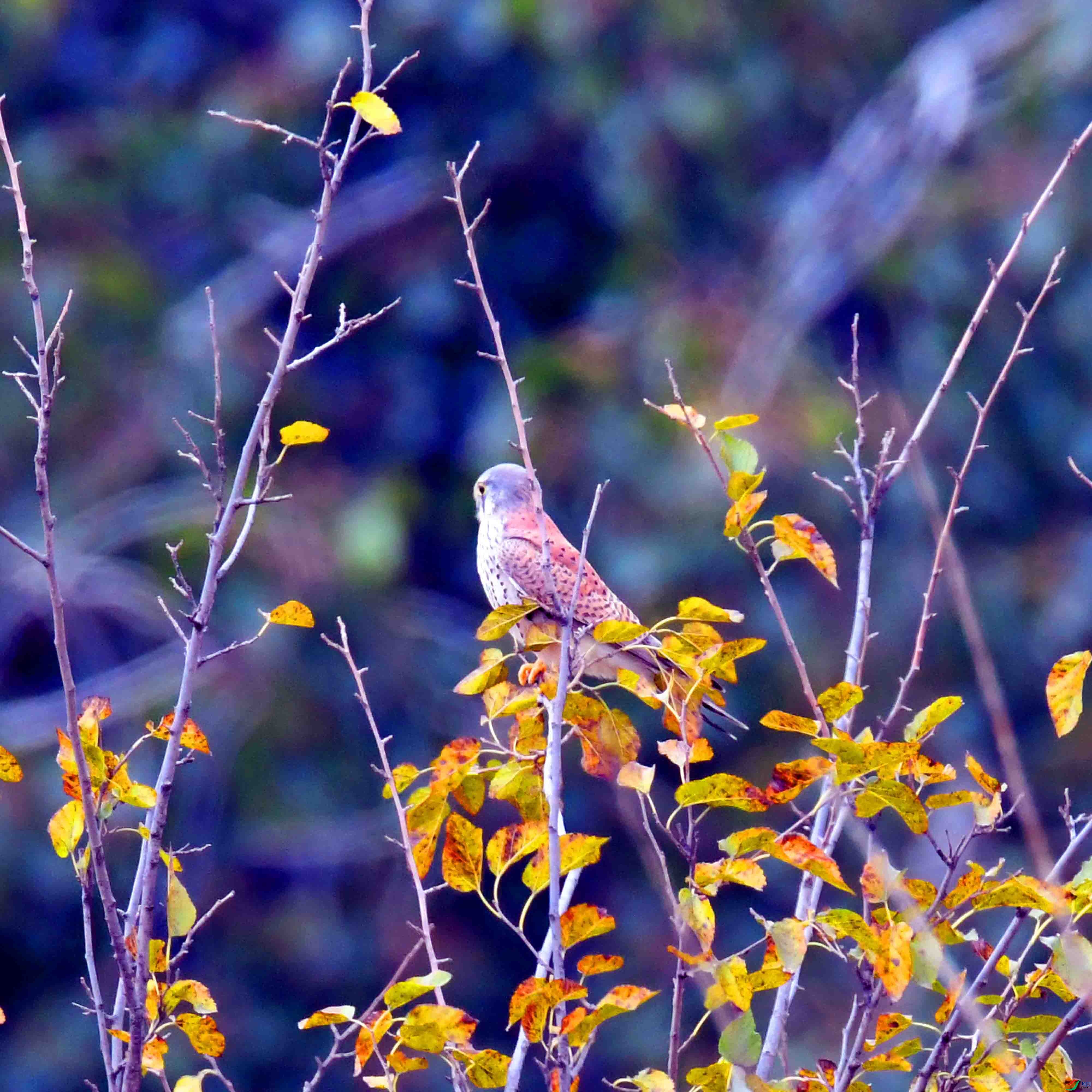 DSC_0486.JPG