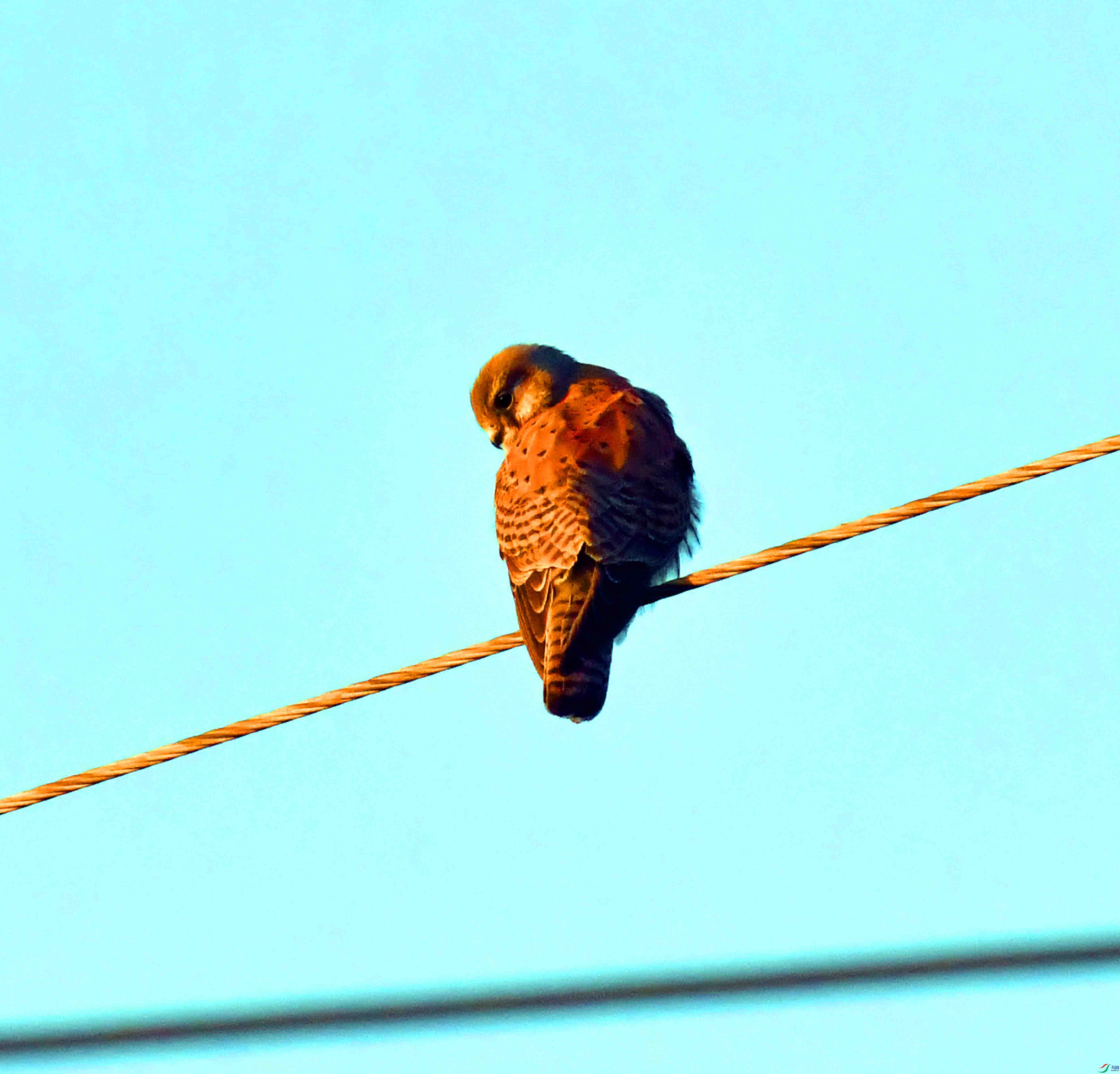 DSC_4786.JPG