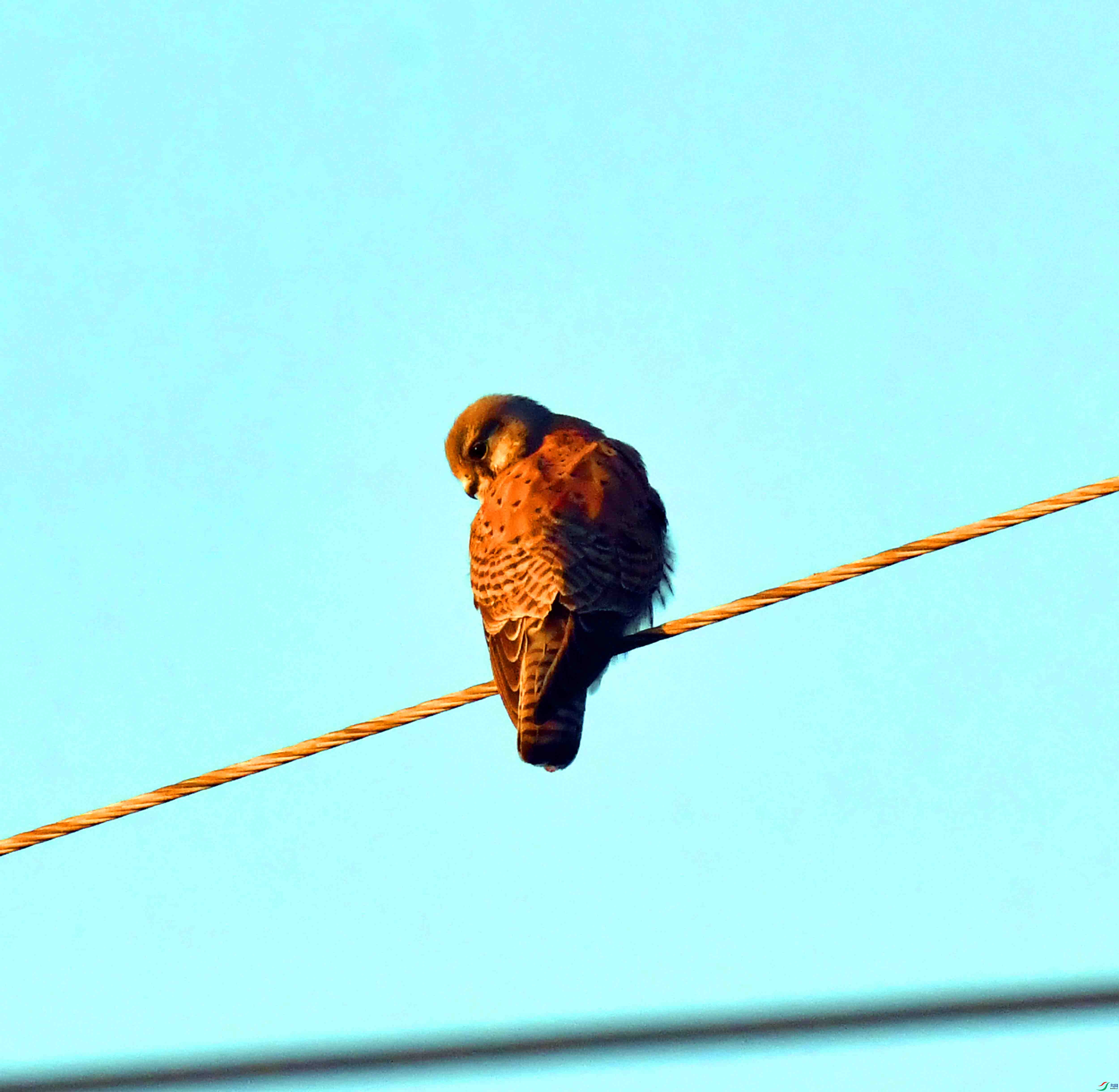 DSC_4787.JPG