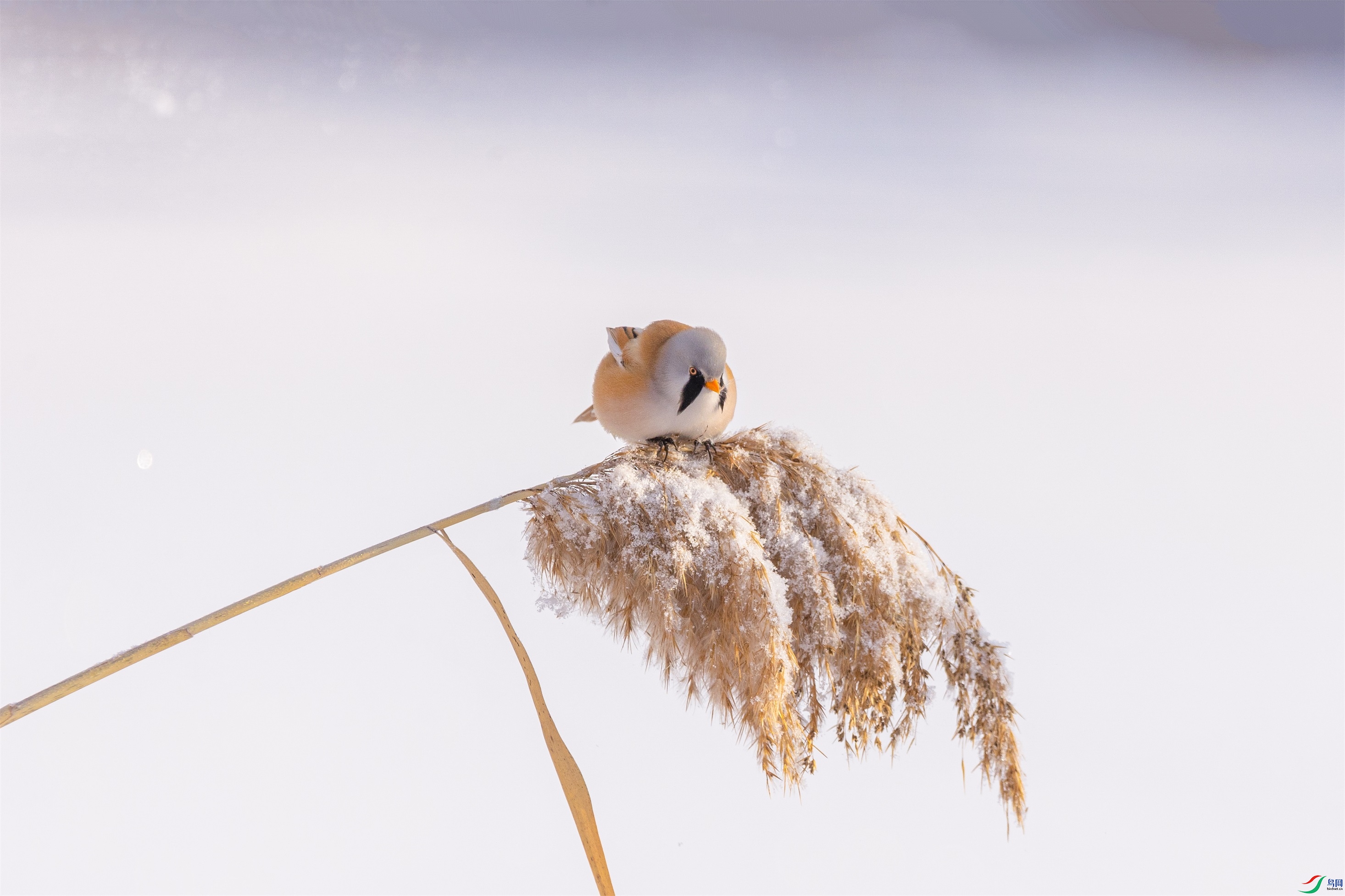 1K3A1017 ����1.jpg