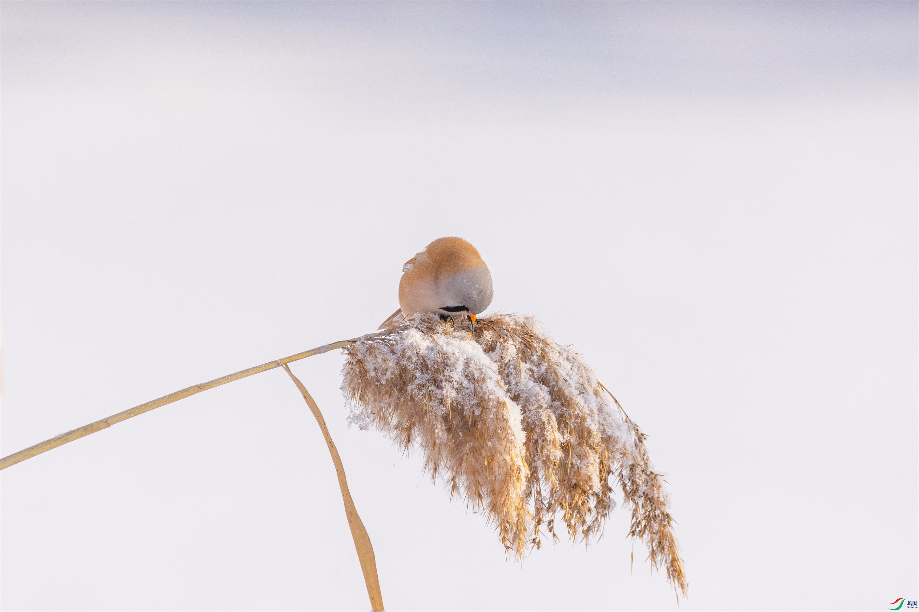 1K3A1004 ����1.jpg