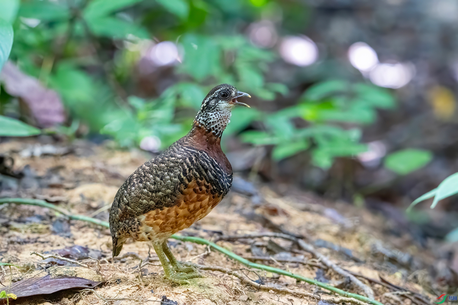 DSC_5009-denoise-sharpen.jpg