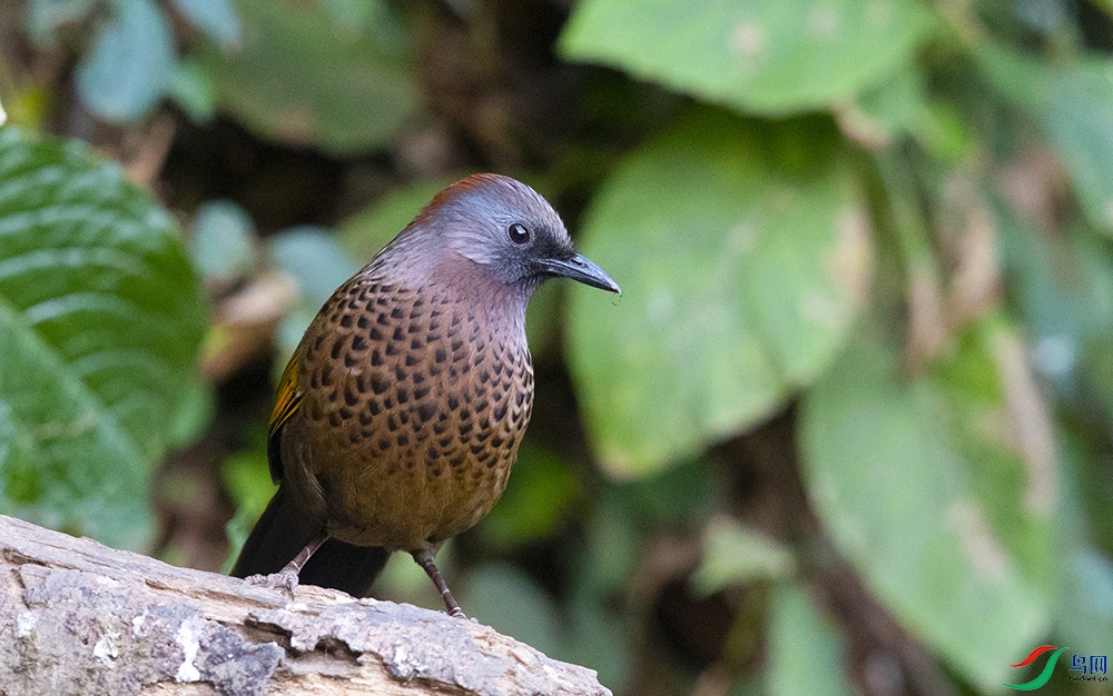 ��ͷ���� (2).jpg