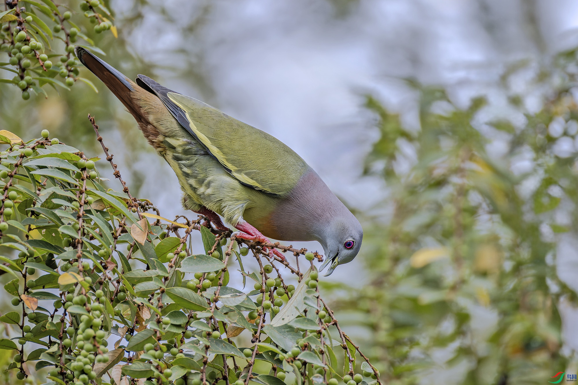 _97A0521-CR3 copy.jpg