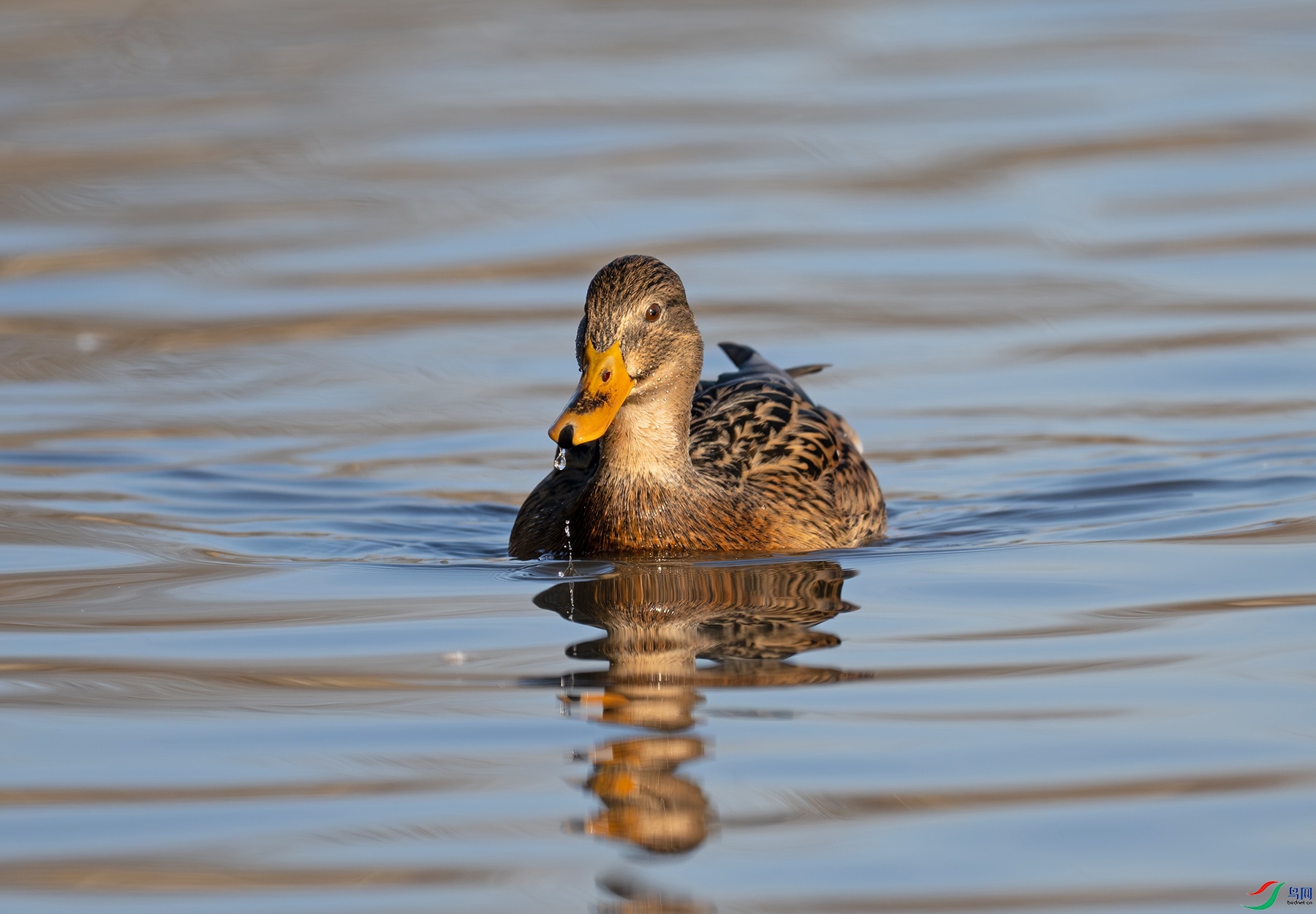 DSC_5051f_��ͼ��.jpg