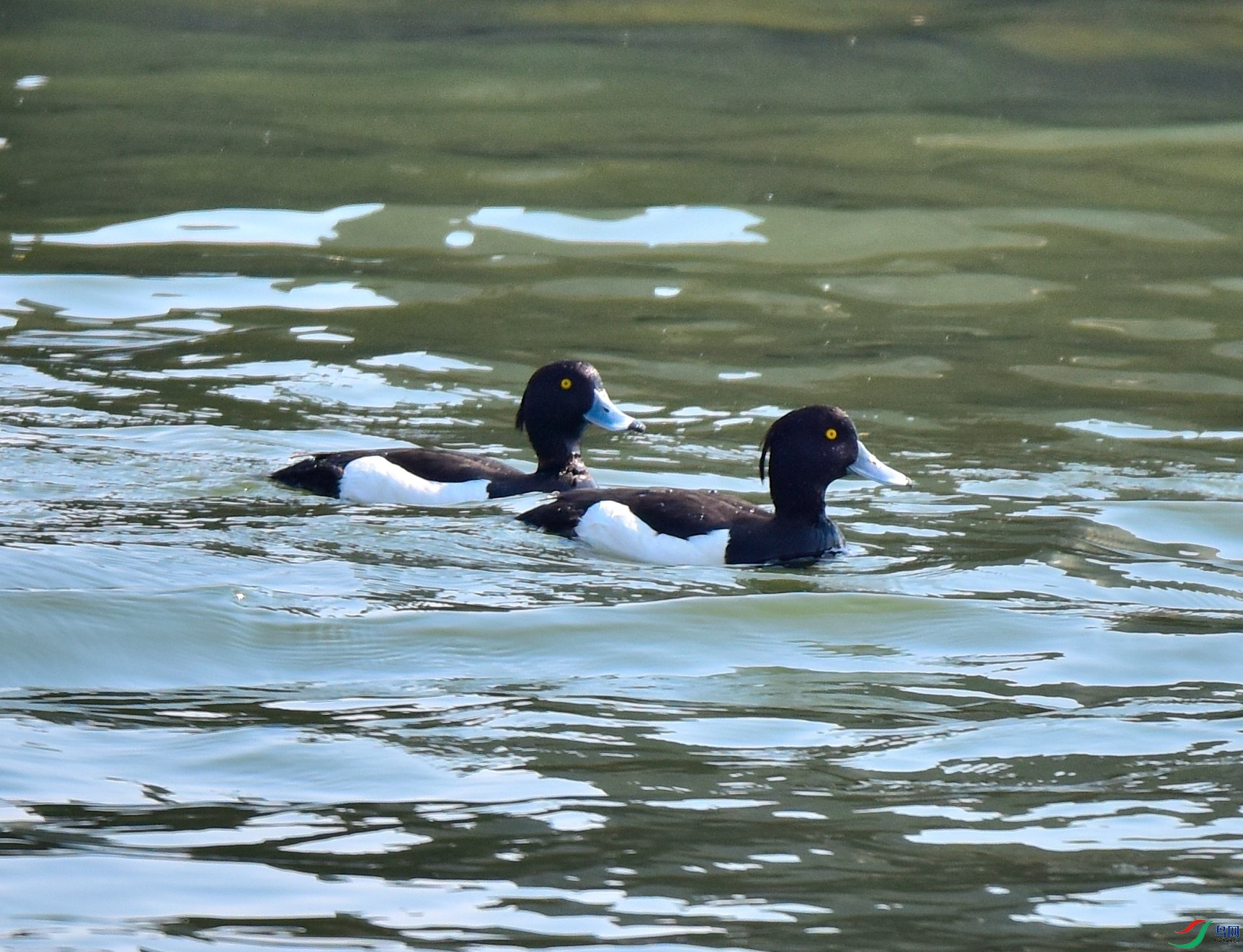 DSC_7397-2020-4-28.JPG