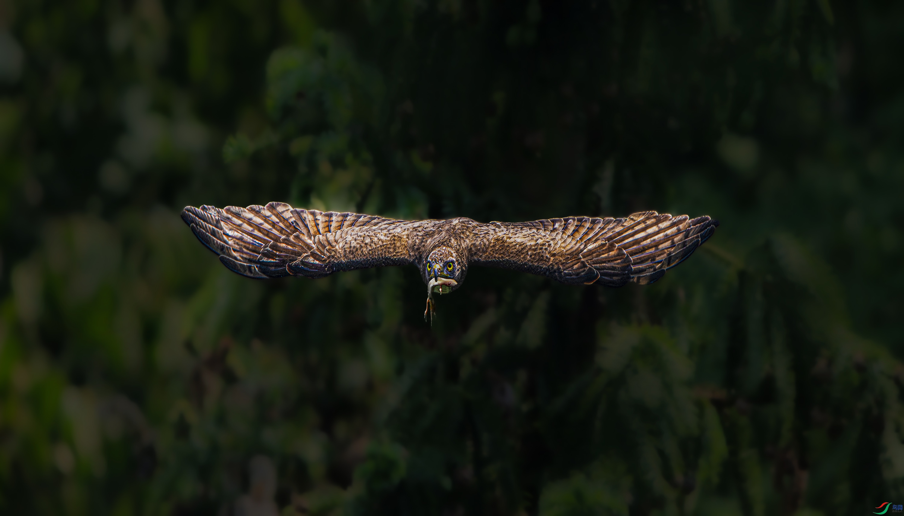 DSC_2681.jpg