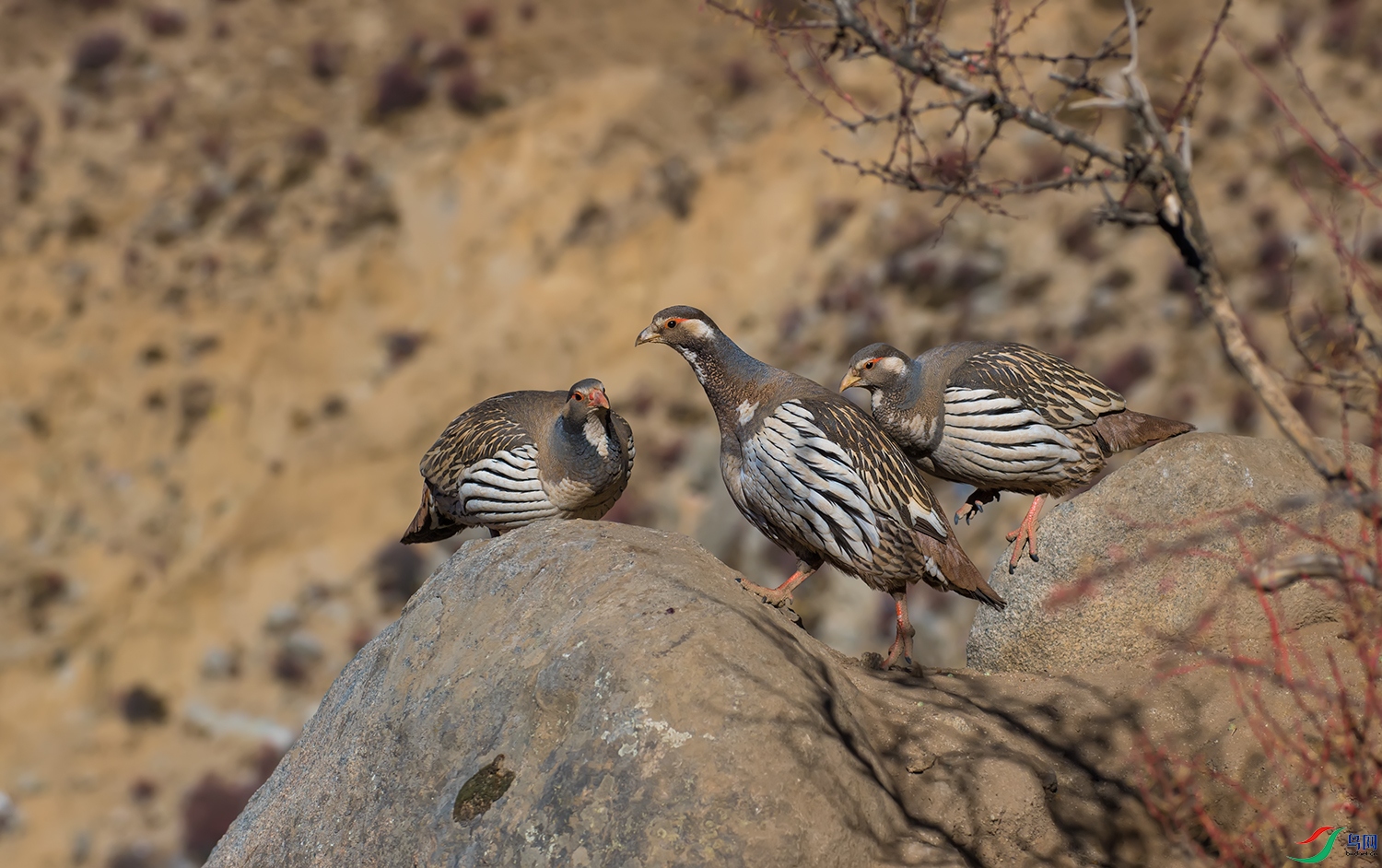 DSC_9834B.jpg