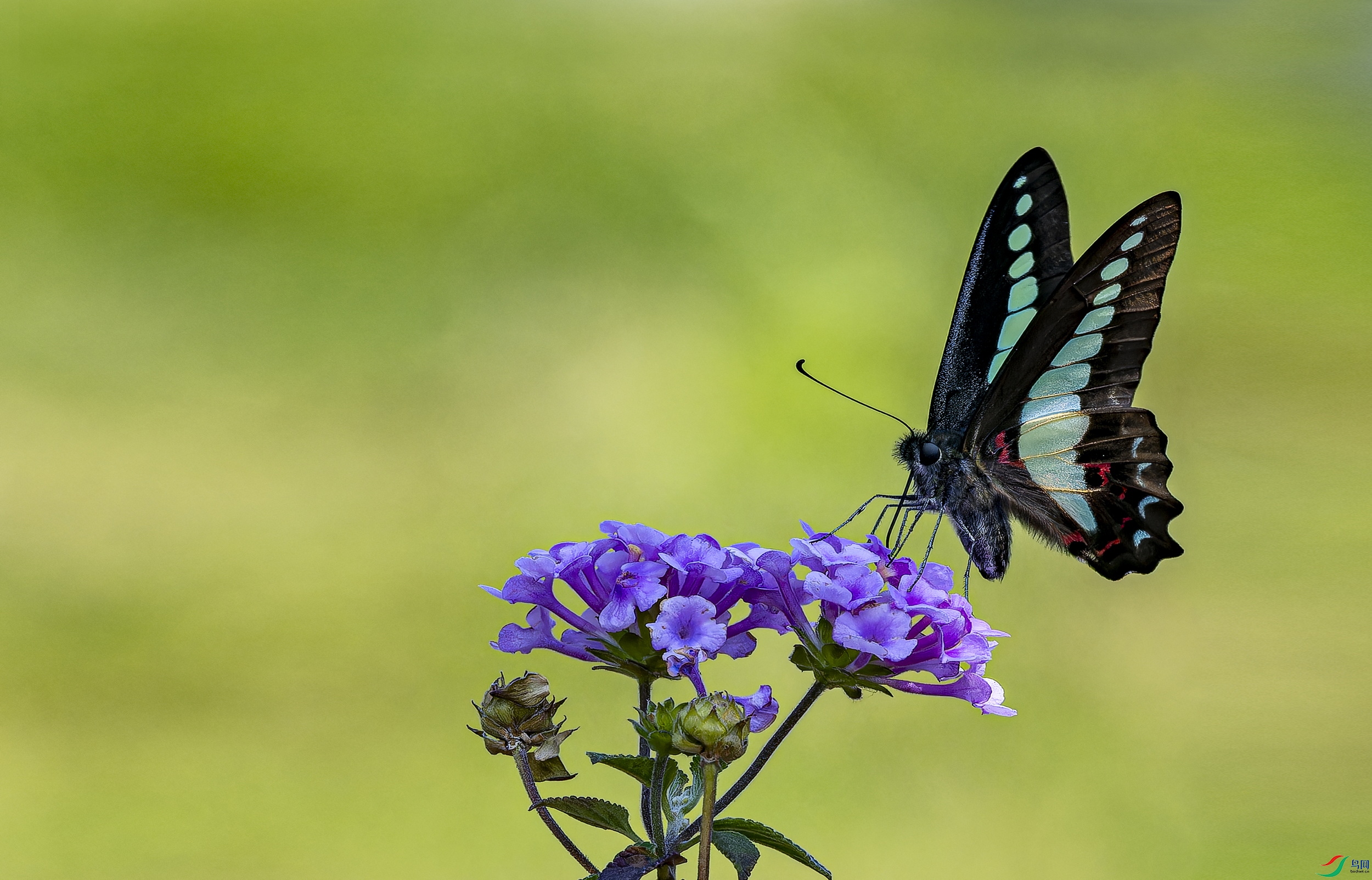 ���� (1)-1.jpg