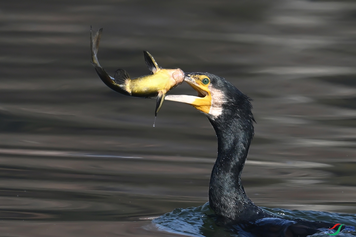 DSC_0694-1-1 ����1200.jpg